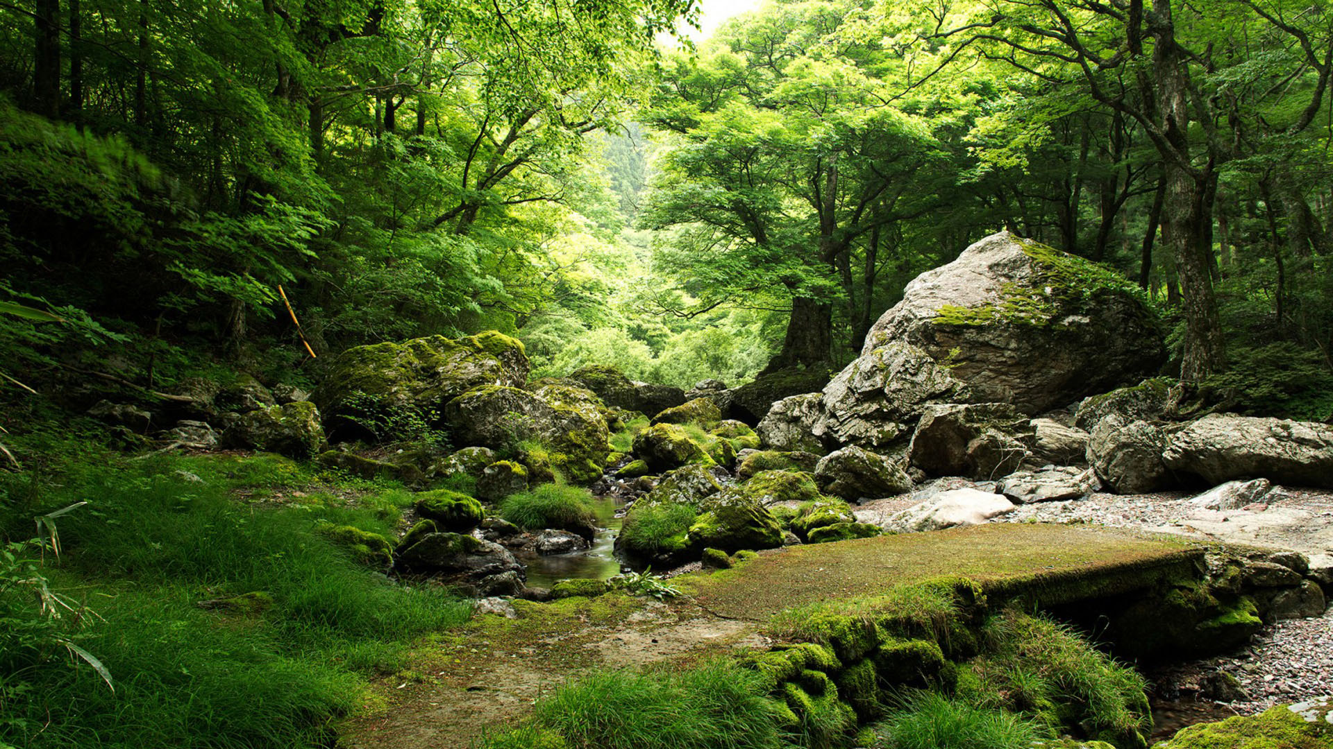 森林,树木,岩石,小溪,自然风景壁纸