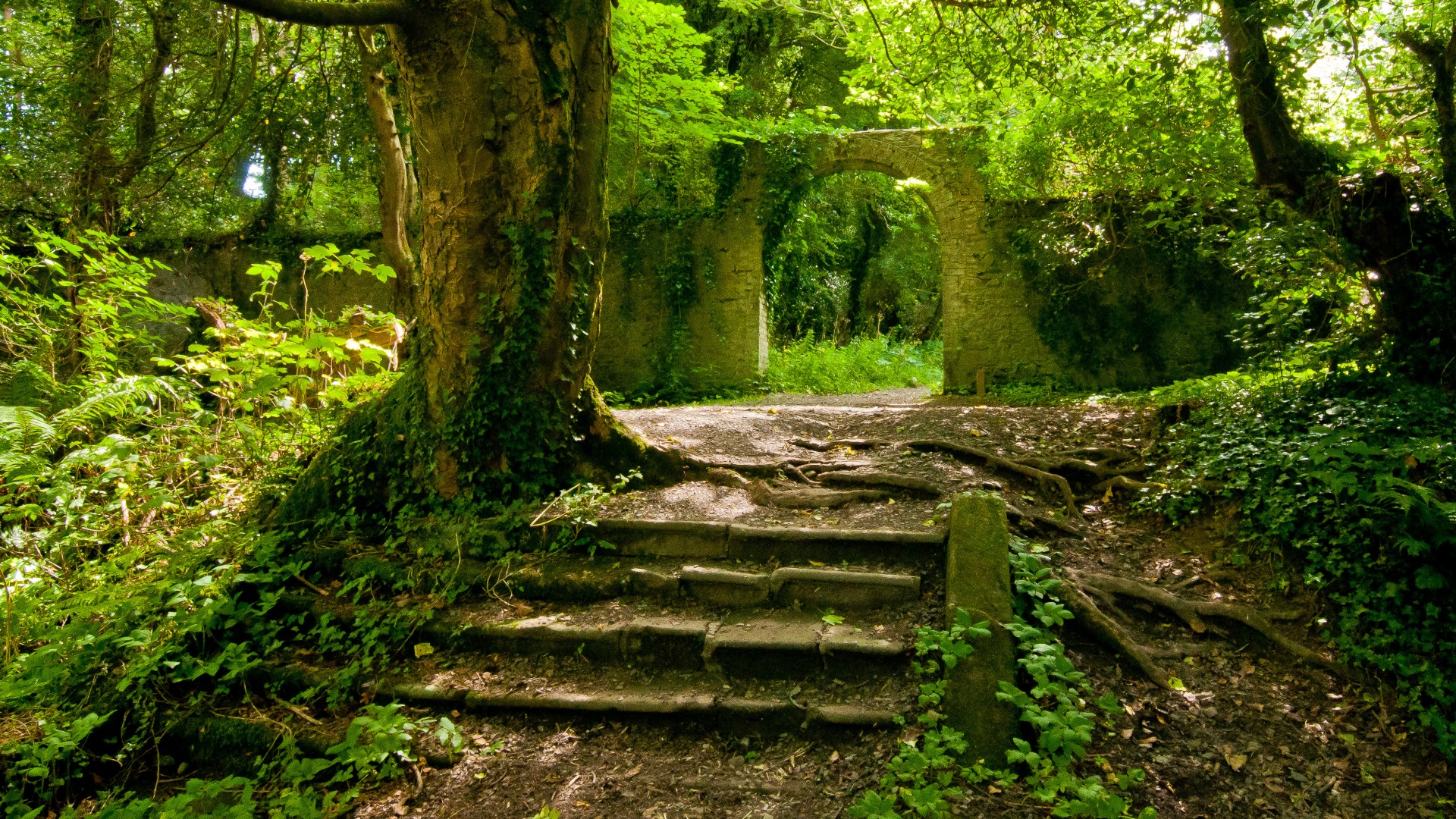 原始森林，夏天，树，路，石阶，旧墙，风景桌面壁纸