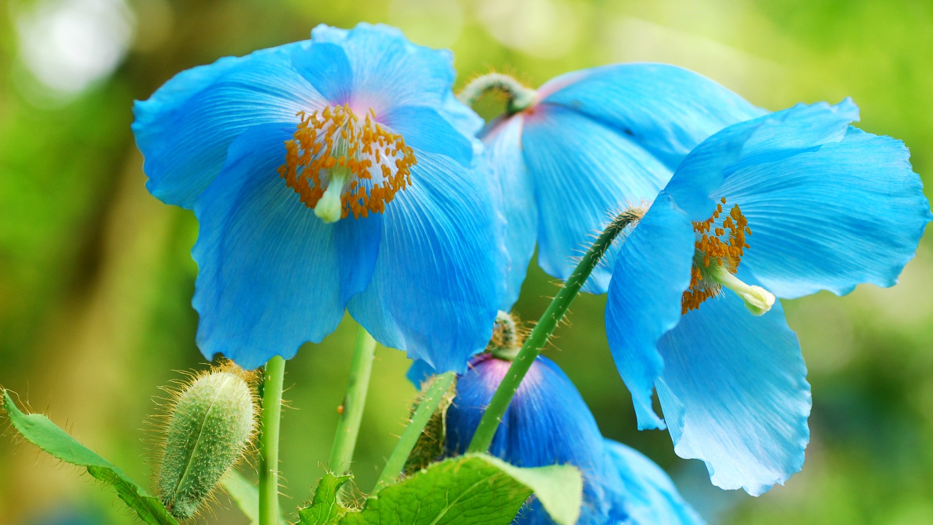 蓝色的罂粟花,美丽的图片,蓝色罂粟花桌面壁纸