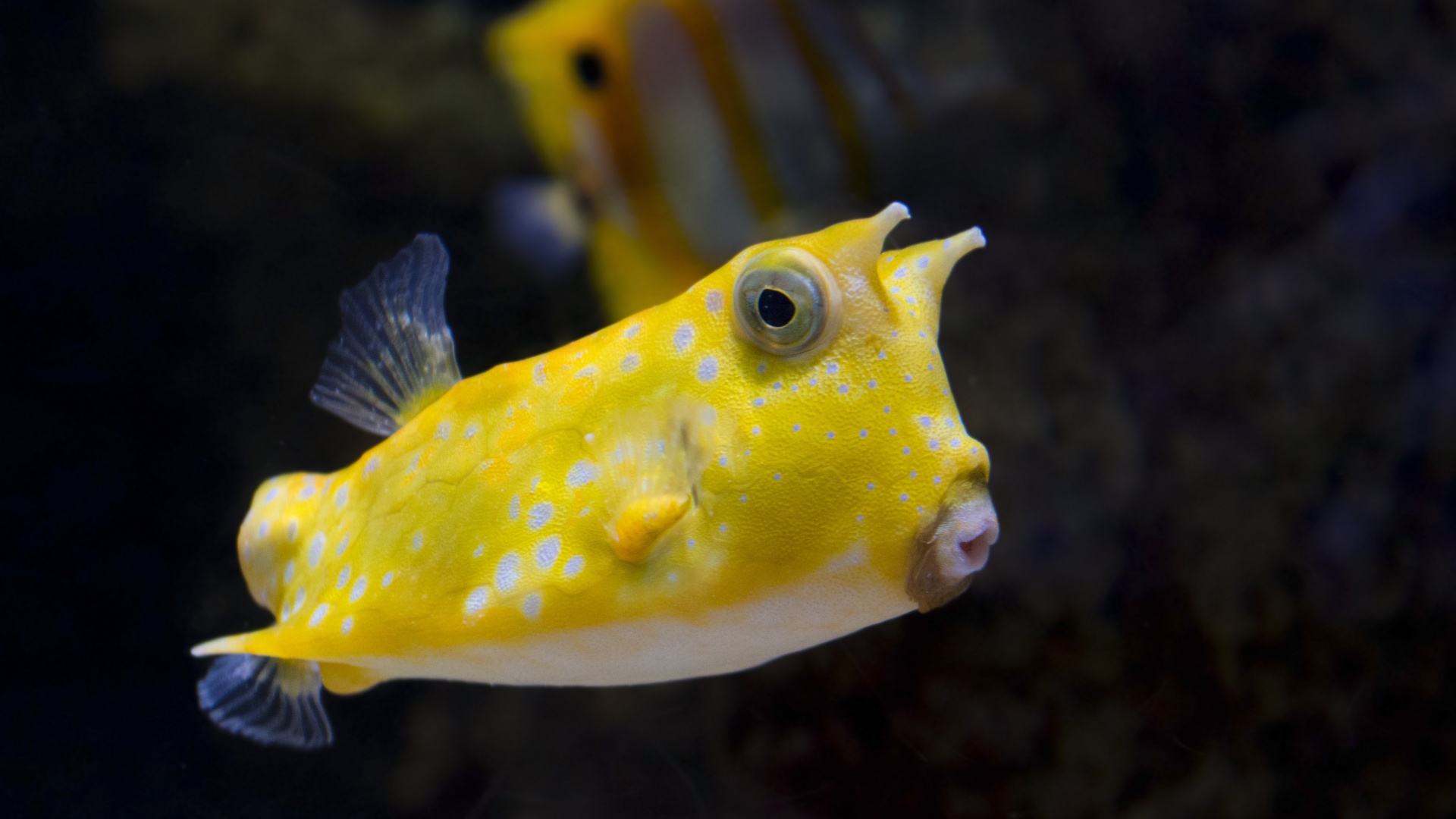 海底世界,水下,黄色斑点鱼,桌面壁纸