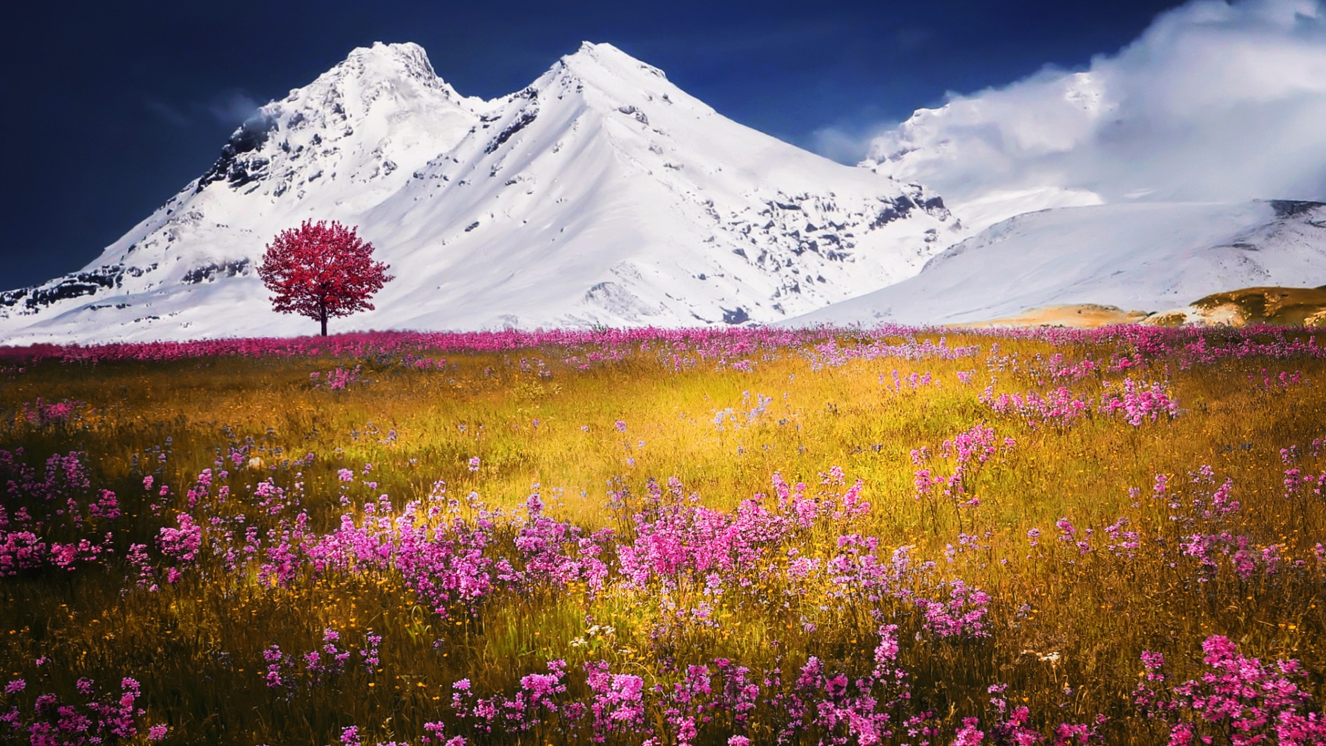雪山，花海，紫色薰衣草 ，自然图片，风景桌面壁纸