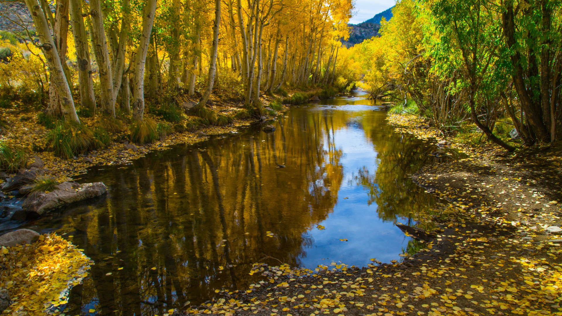 河，秋天，树林，落叶，自然，风景，桌面壁纸