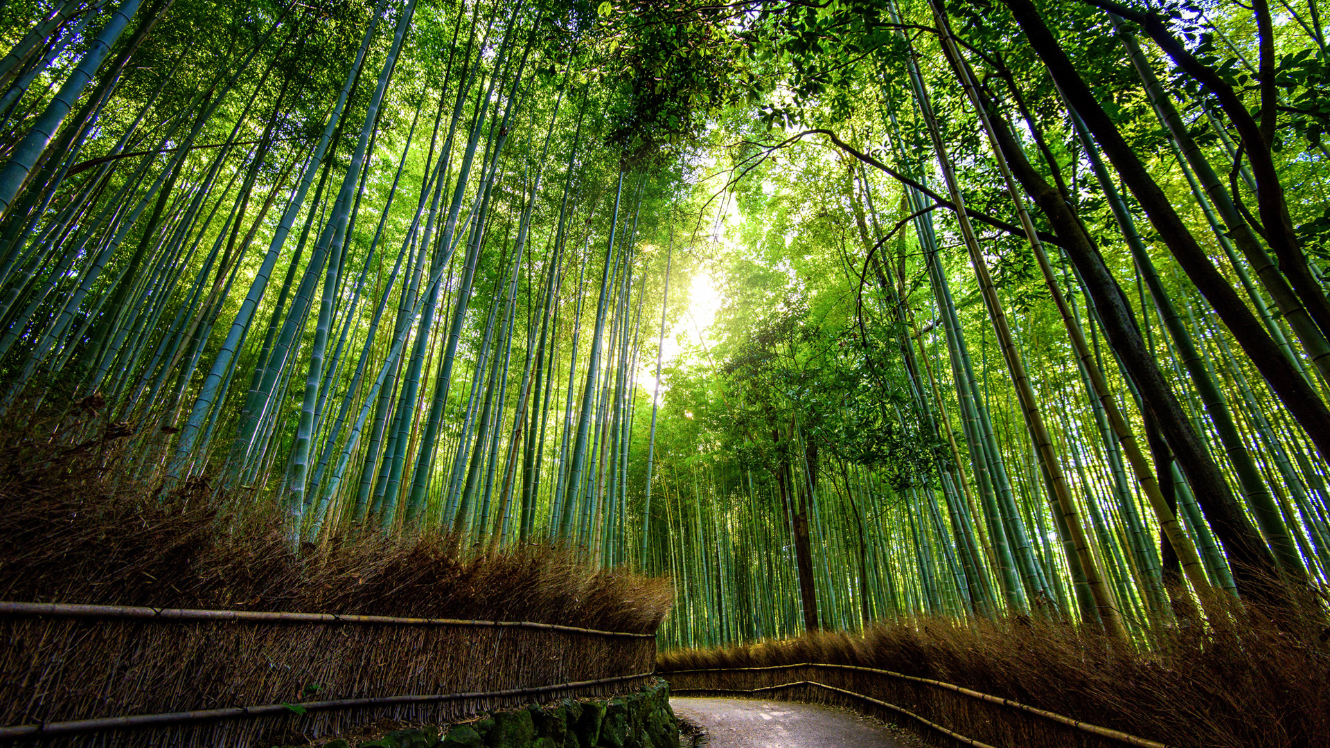 日本京都绿色竹林风景桌面壁纸