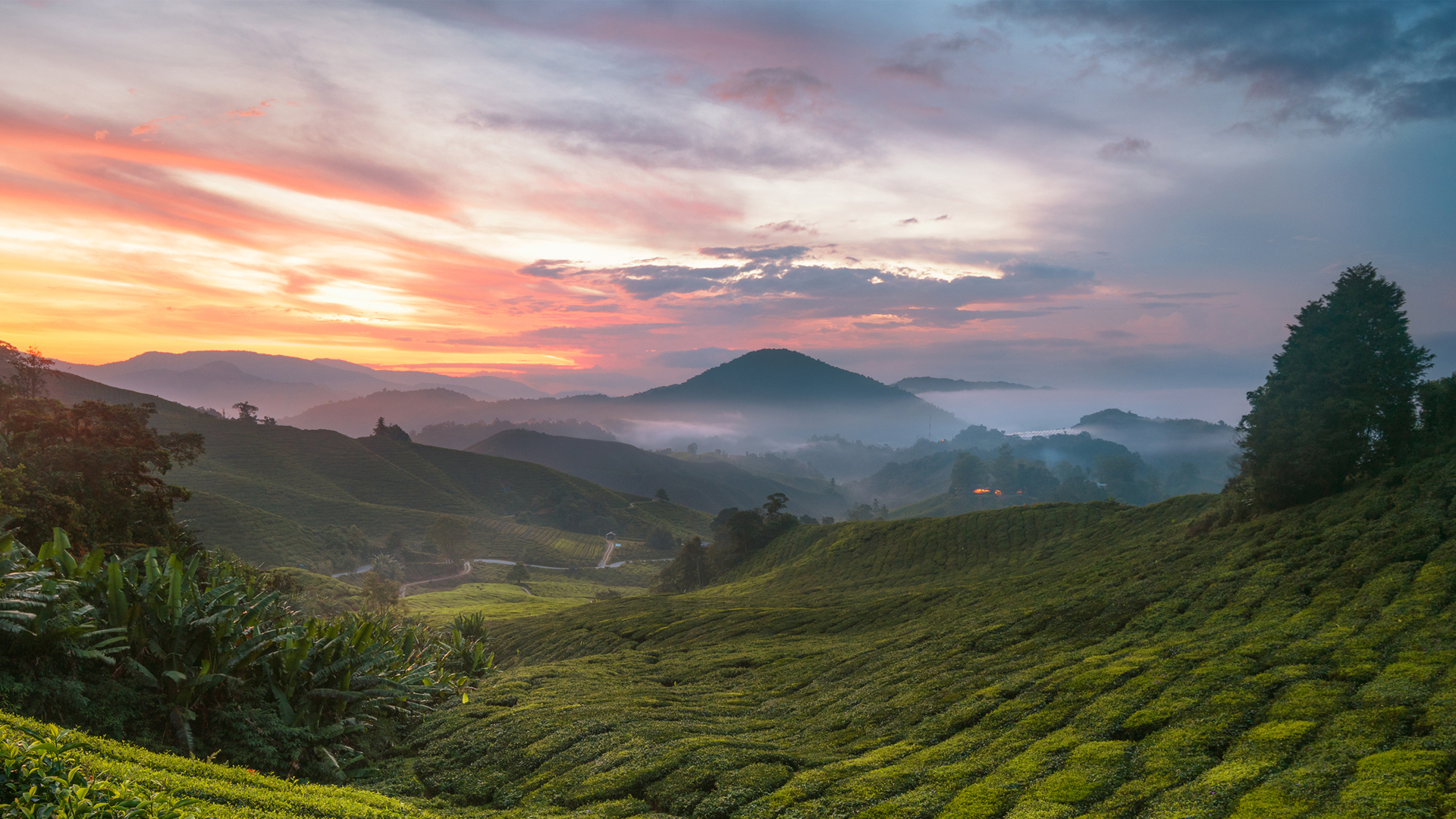 高地茶园美景，免费桌面壁纸下载，畅享自然风光