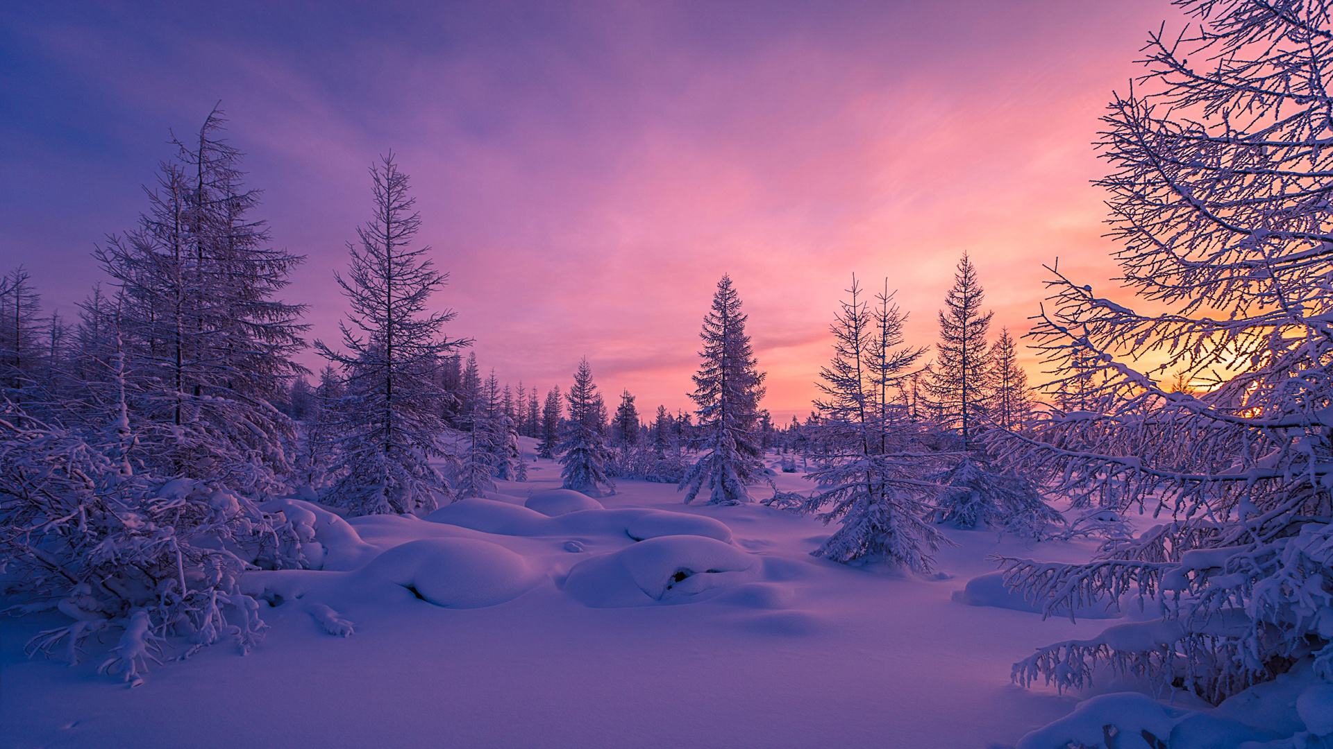 冬天,雪,森林,树木,雪堆,自然风景桌面壁纸