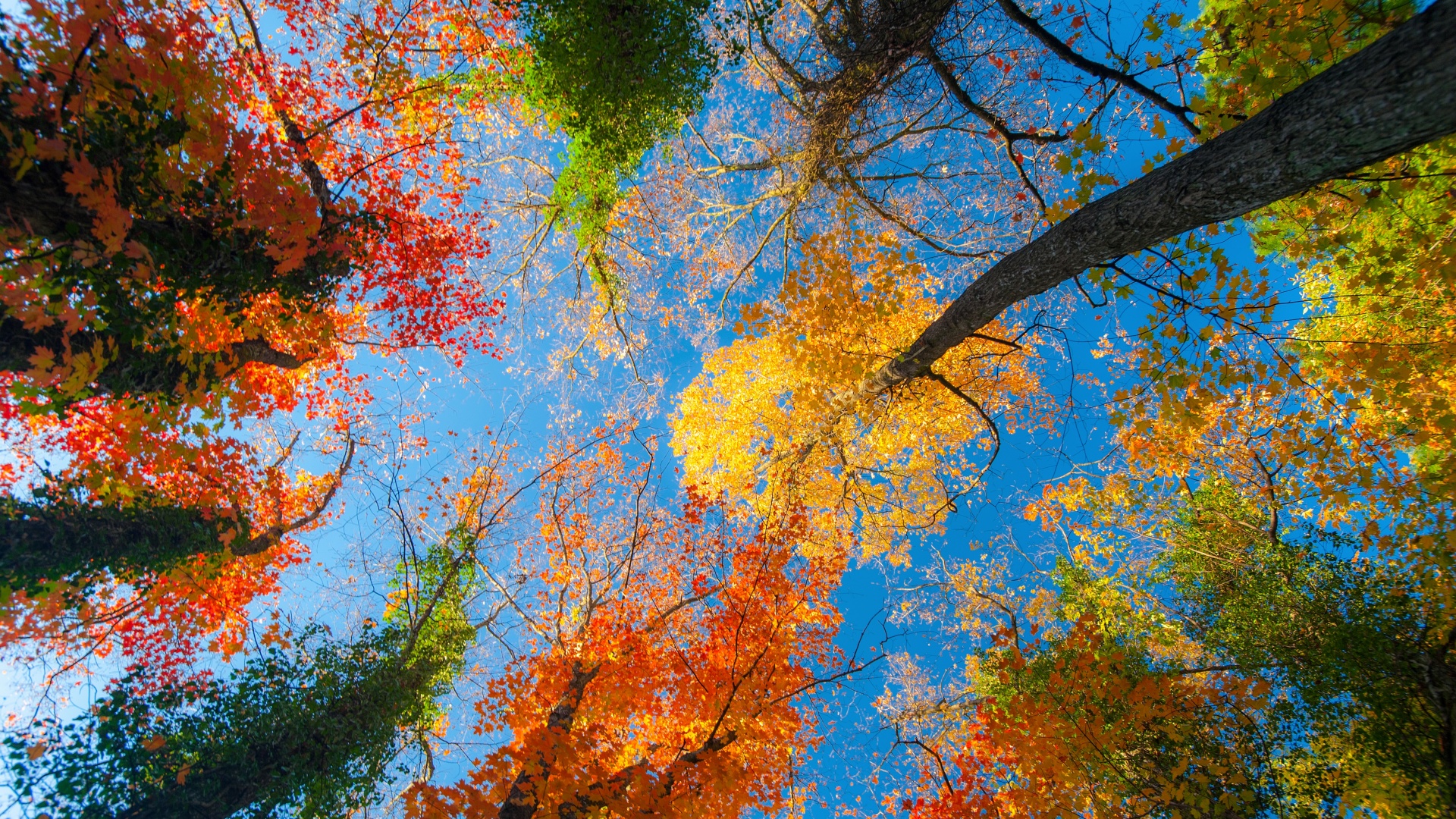 秋天森林,天空,树木的叶子,风景摄影桌面壁纸