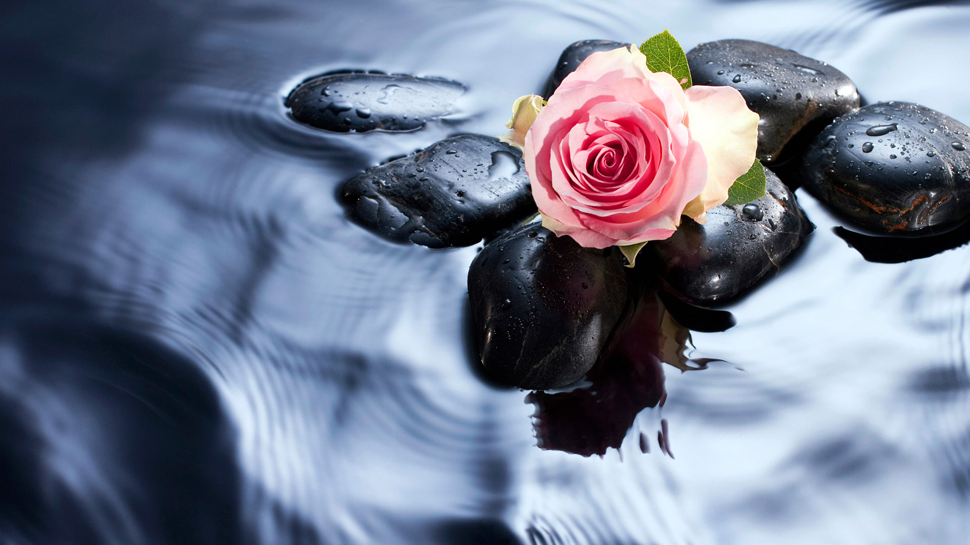 水中唯美玫瑰花桌面壁纸