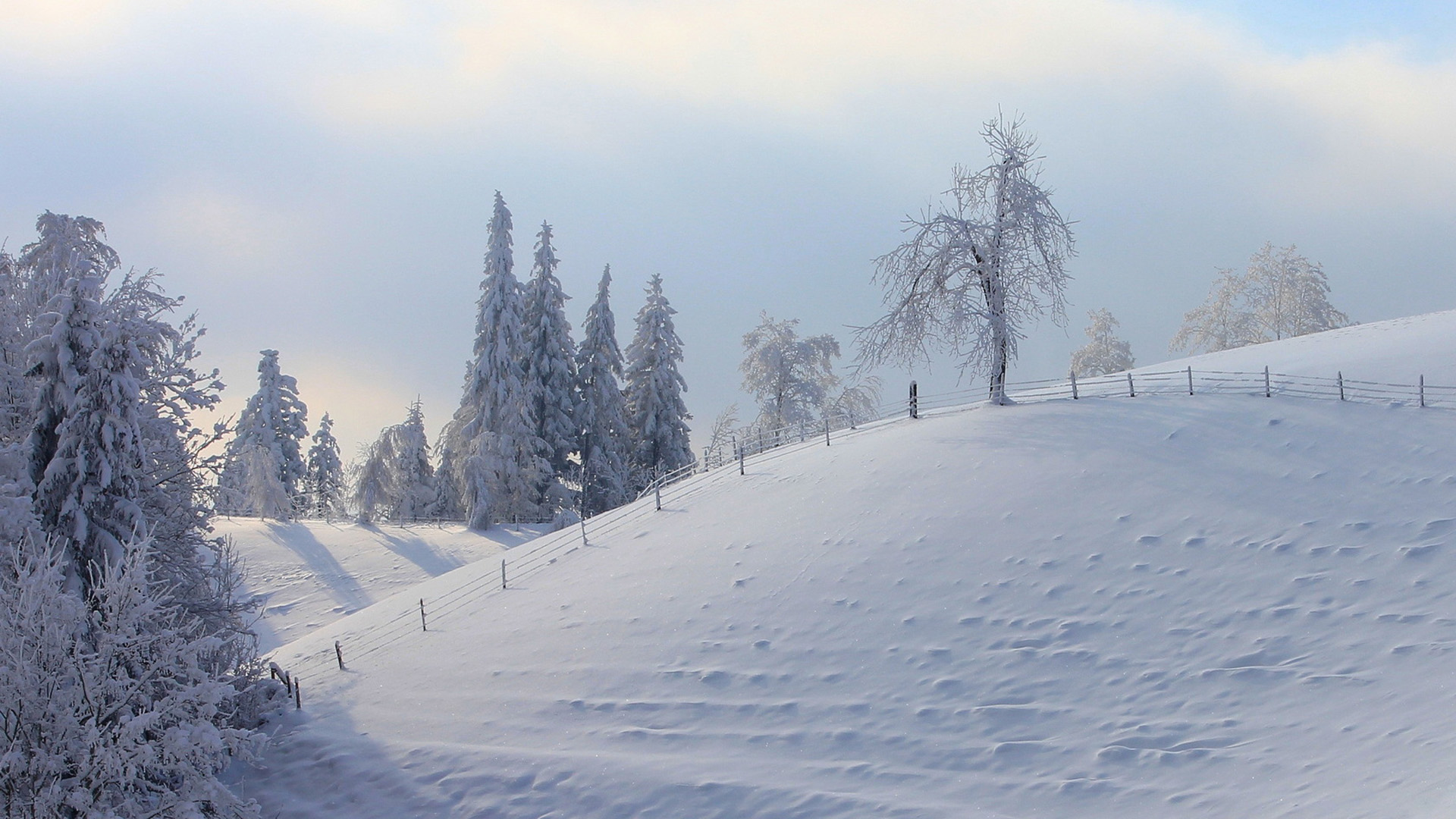 冬天雪树木栅栏风景桌面壁纸