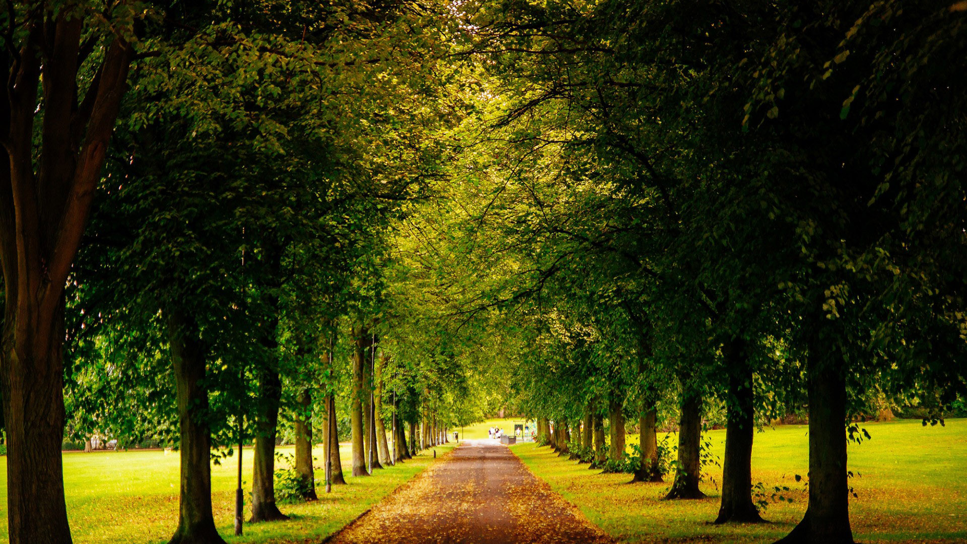 英格兰,谢菲尔德,秋天,道路,树,风景桌面壁纸