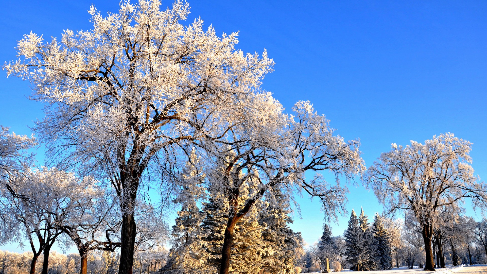 冬季，天空，公园，树木，雪，公路，风景桌面壁纸