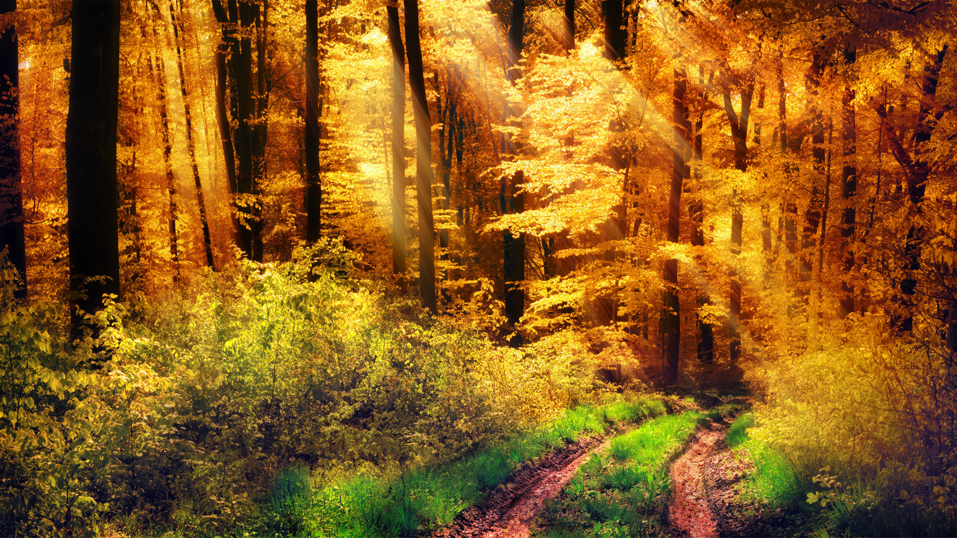 自然森林,秋天,树木,草,小路风景桌面壁纸