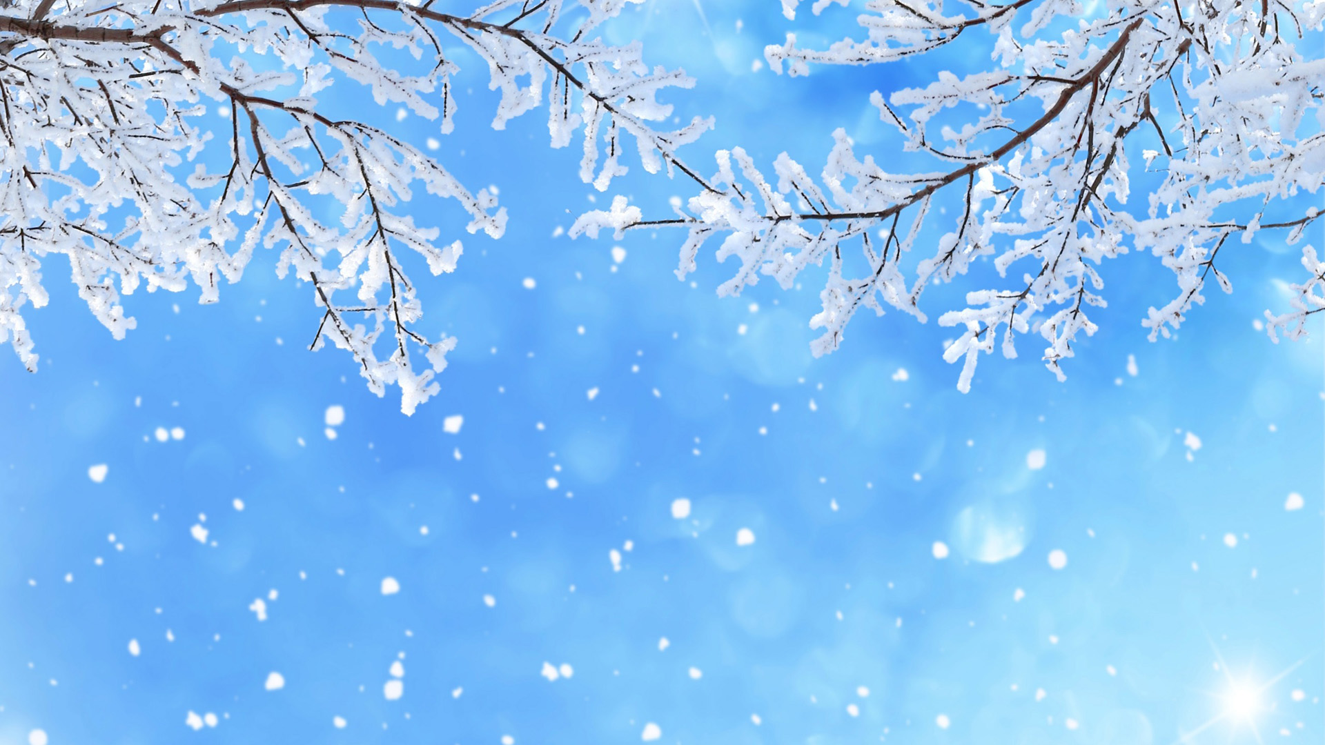 冬天，雪，树枝，雪花，天空图片，风景桌面壁纸