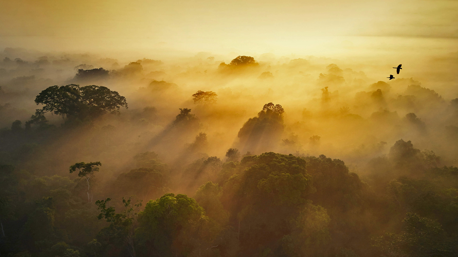 热带雨林 早晨的太阳风景壁纸