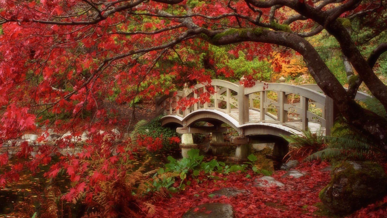 秋天枫叶风景桌面壁纸