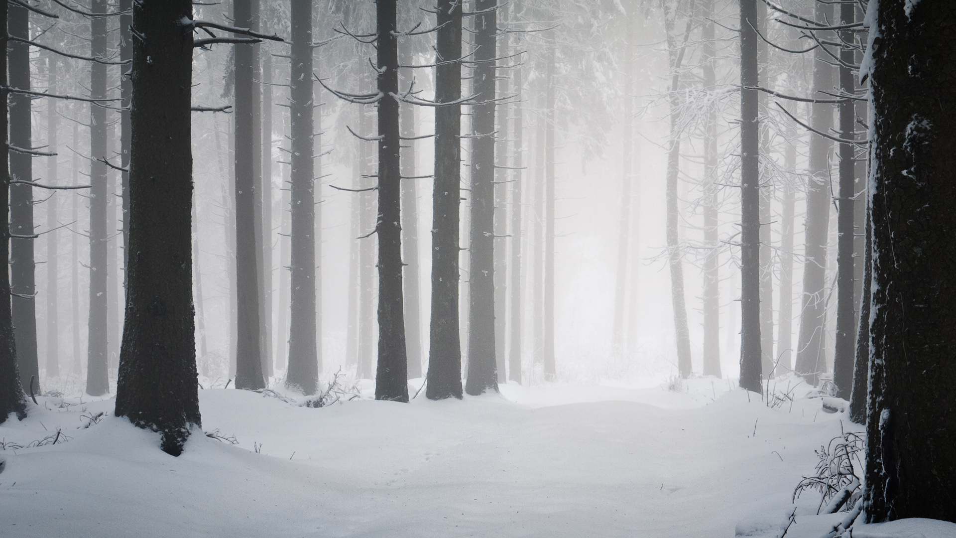 冬天森林树木雪地风景桌面壁纸