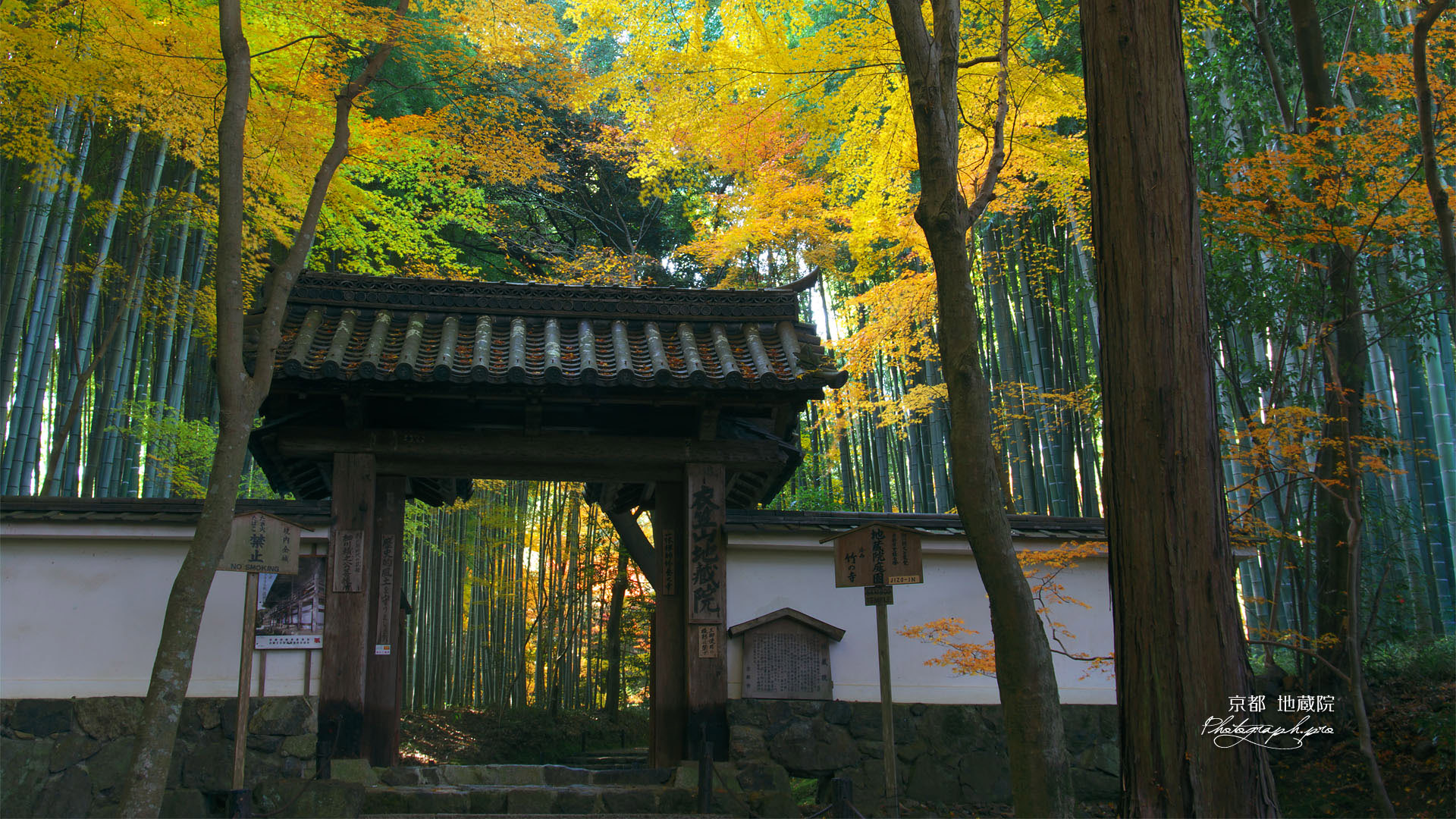日本京都 竹の寺,秋天风景桌面壁纸