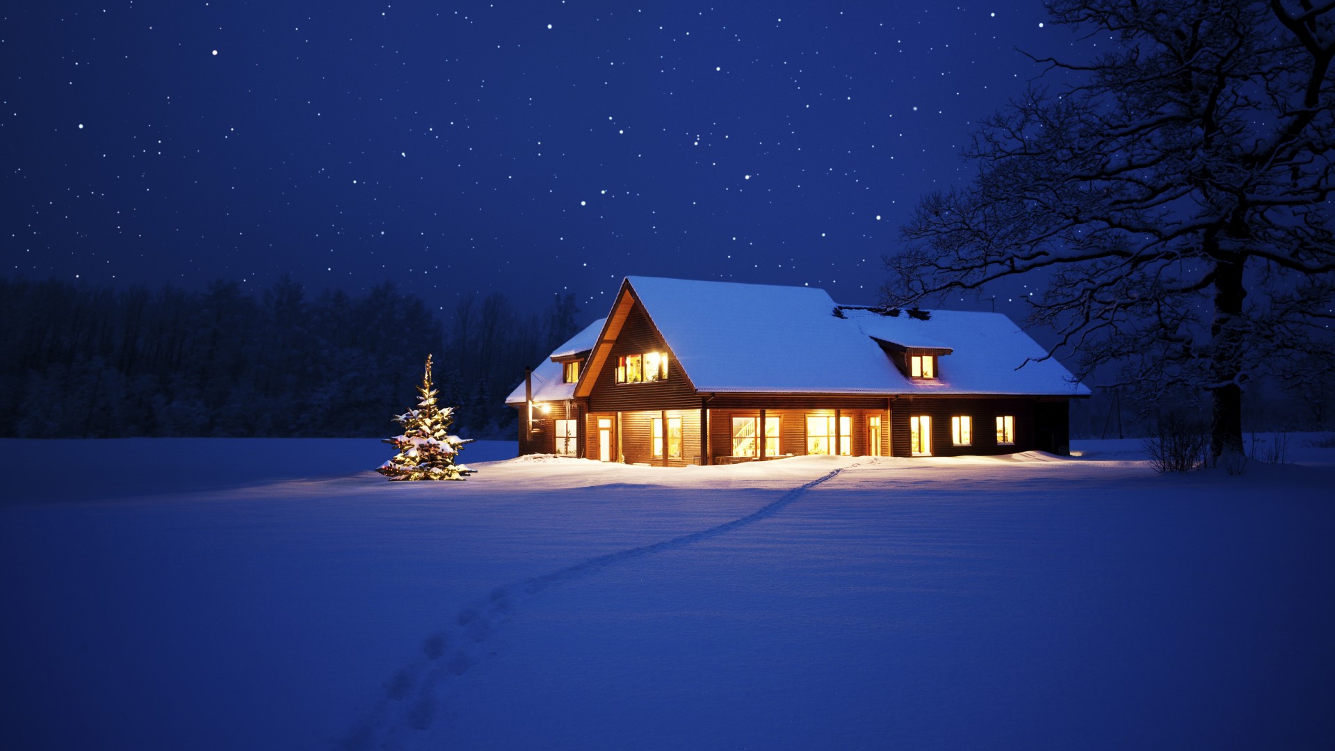 圣诞，晚上，冬季，雪，树，灯，新年，圣诞夜景壁纸