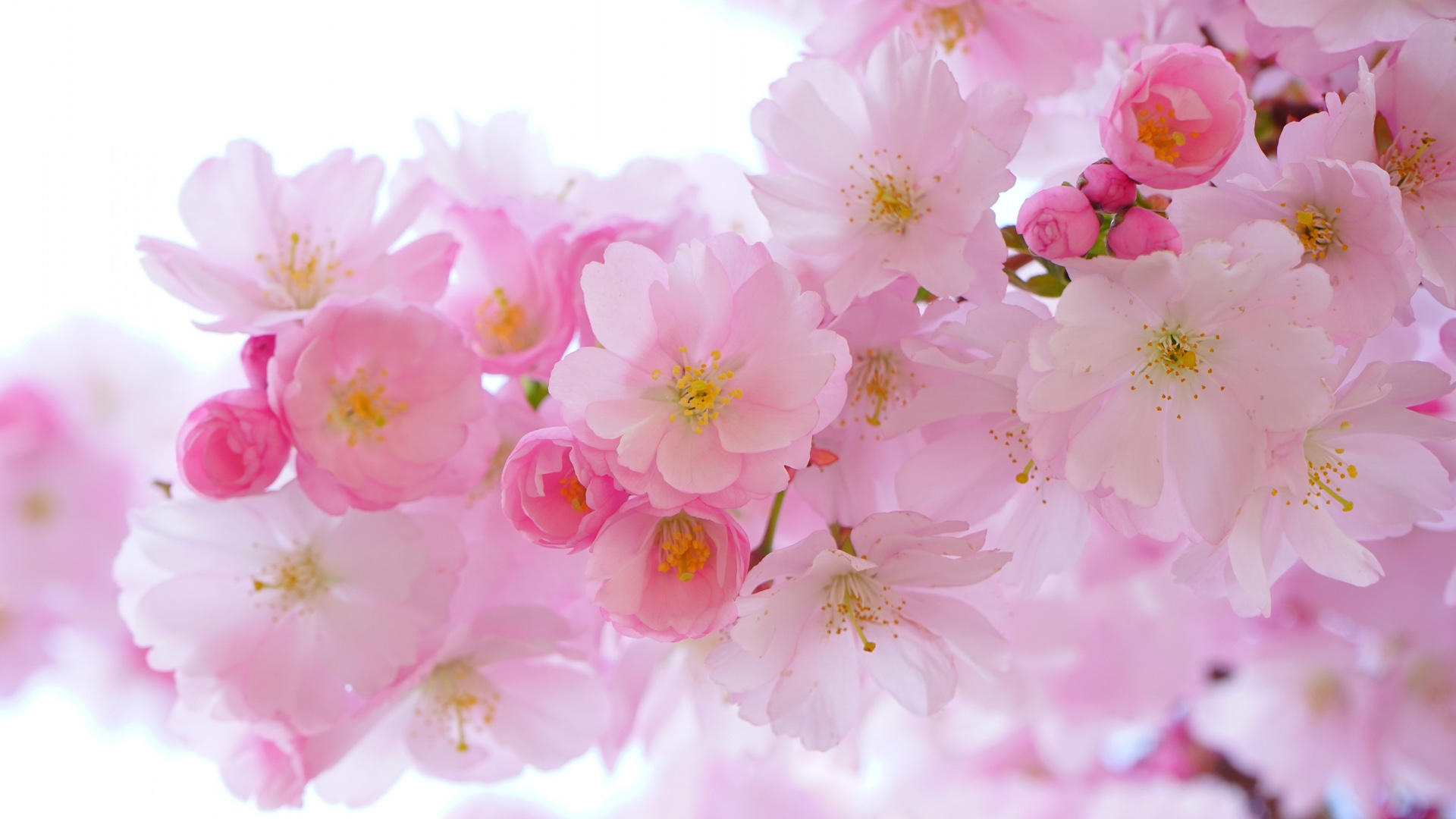 日本盛开的樱花树高清桌面壁纸