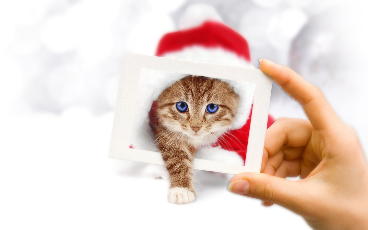 圣诞节平安夜小猫壁纸