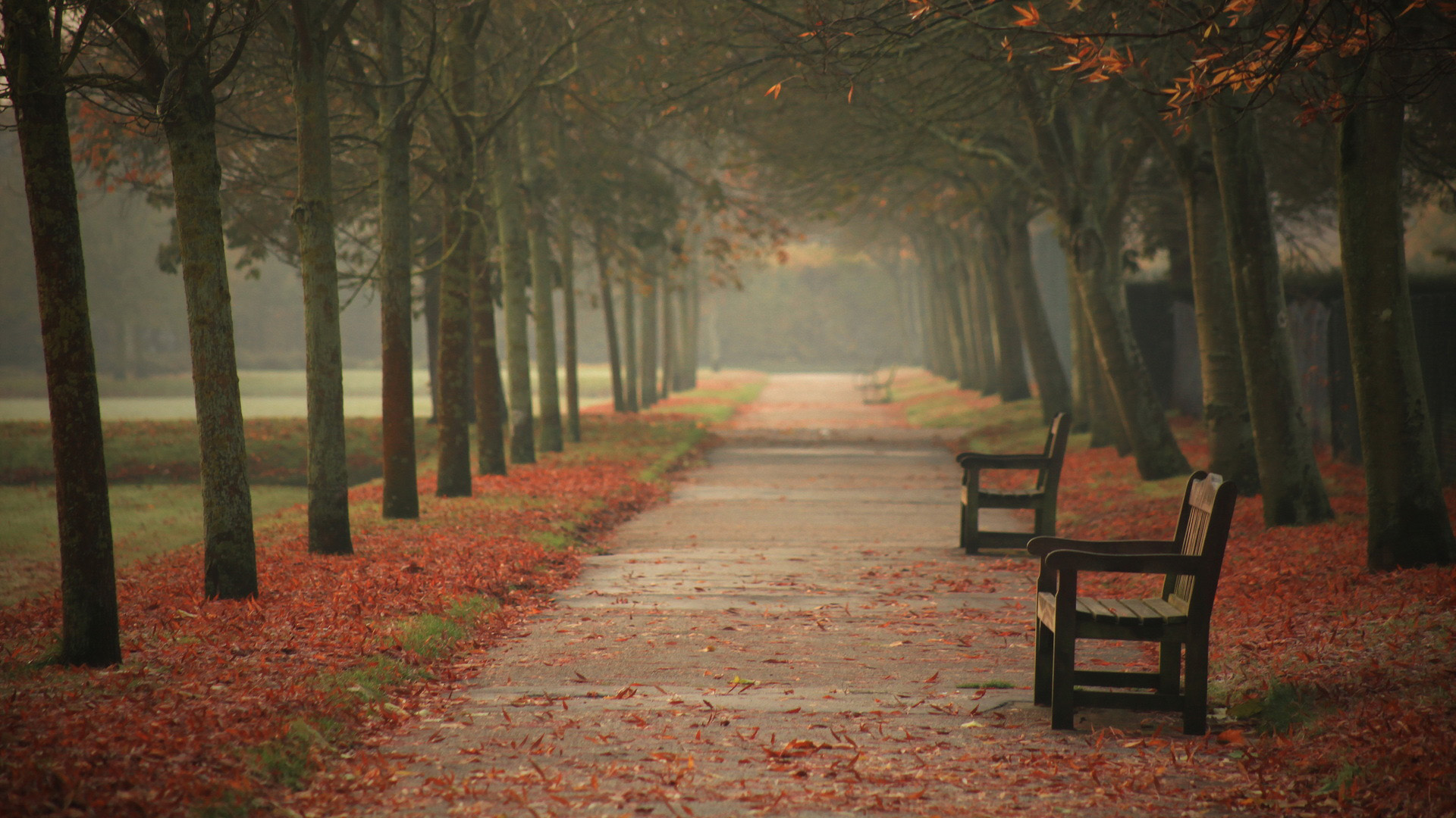 秋天,城市的街道,椅子,落叶,唯美风景桌面壁纸