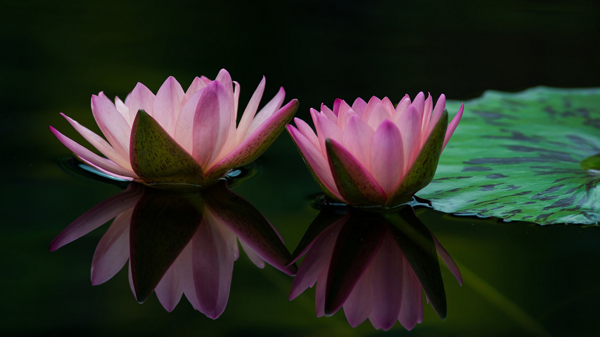 睡莲莲花叶子池塘美景，免费高清桌面花卉壁纸下载