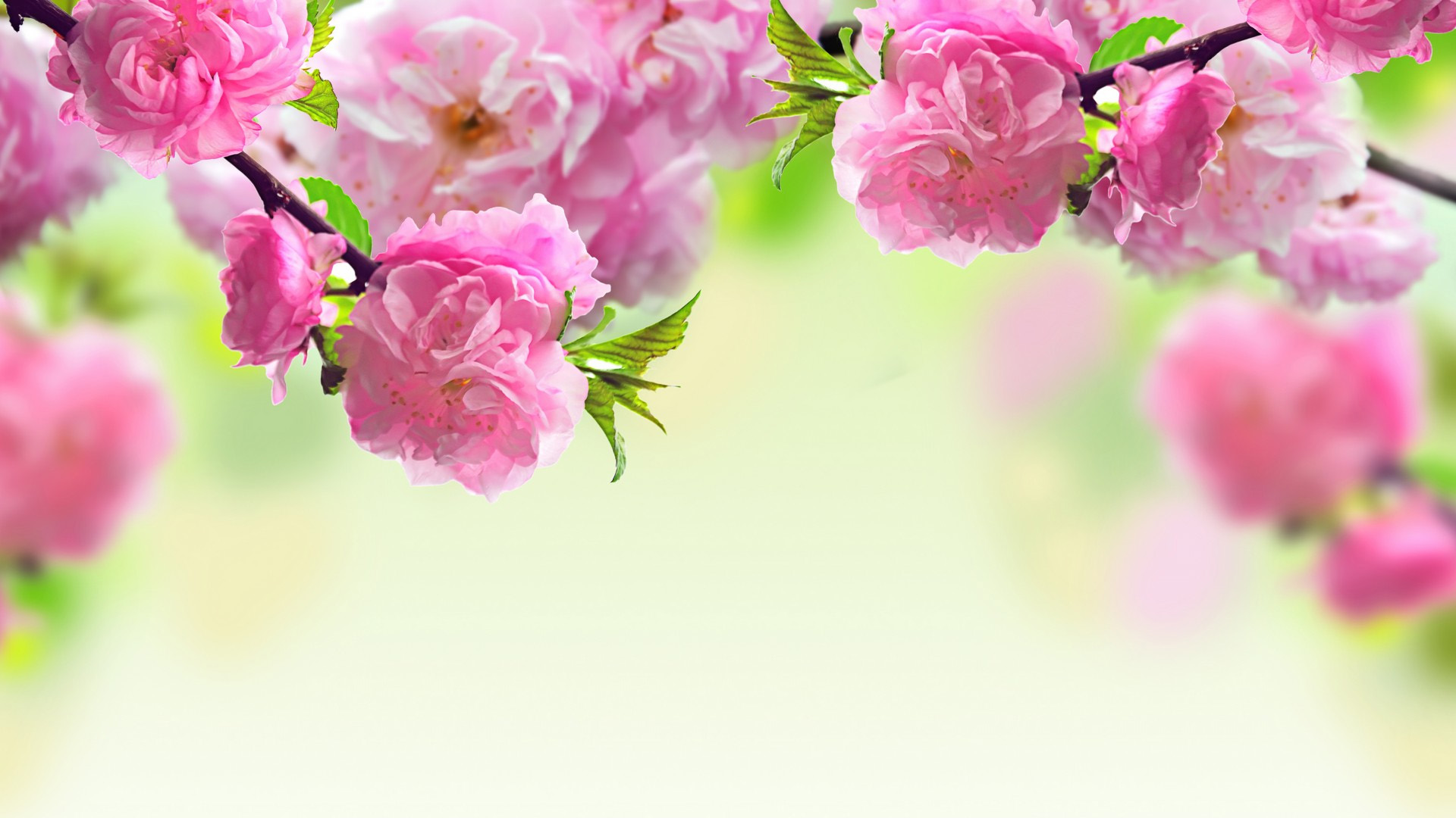 桃花树枝,桃花,粉红色,春天宽屏桌面壁纸