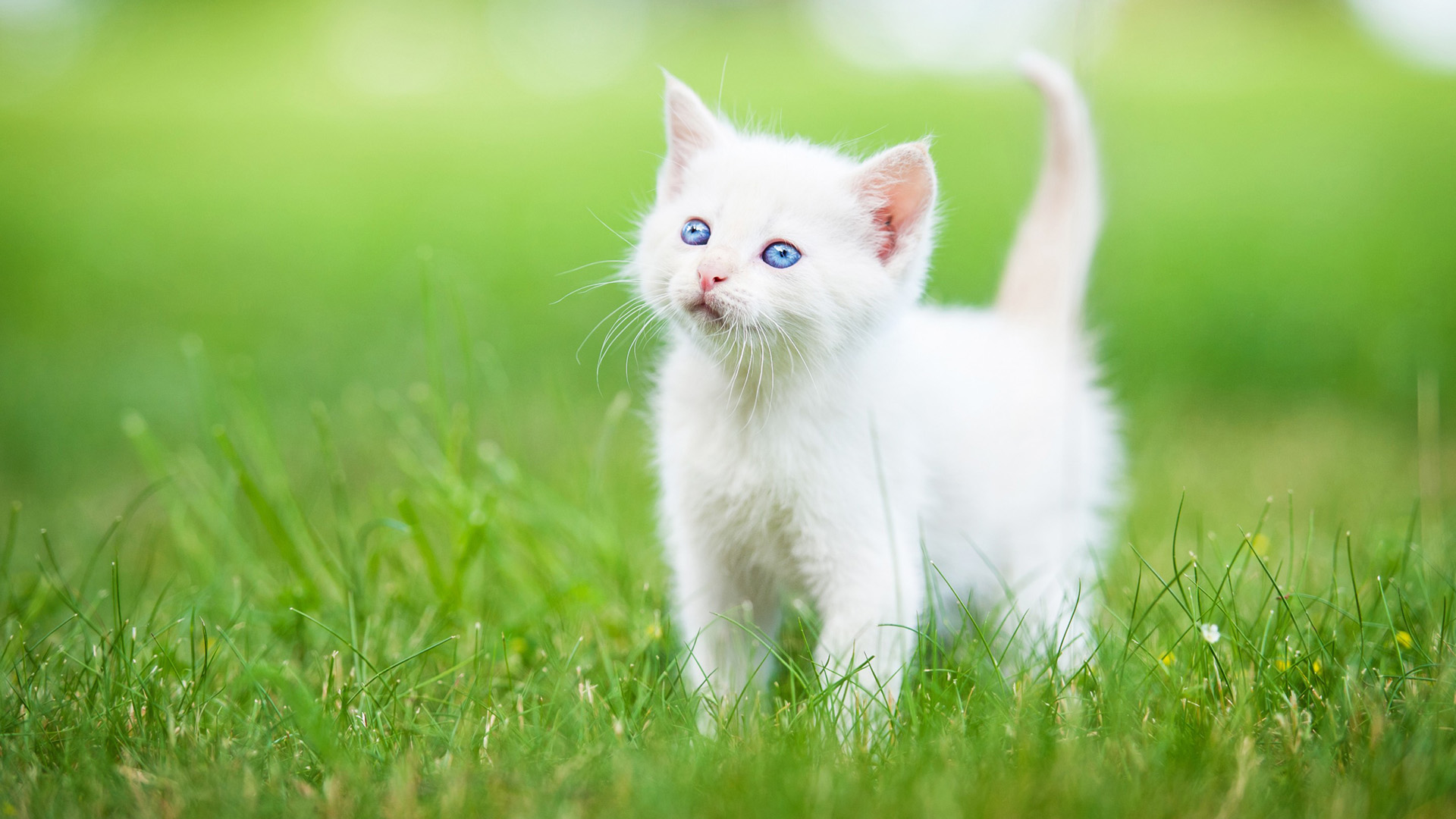 白色小猫,宝贝,绿草地,可爱小猫壁纸