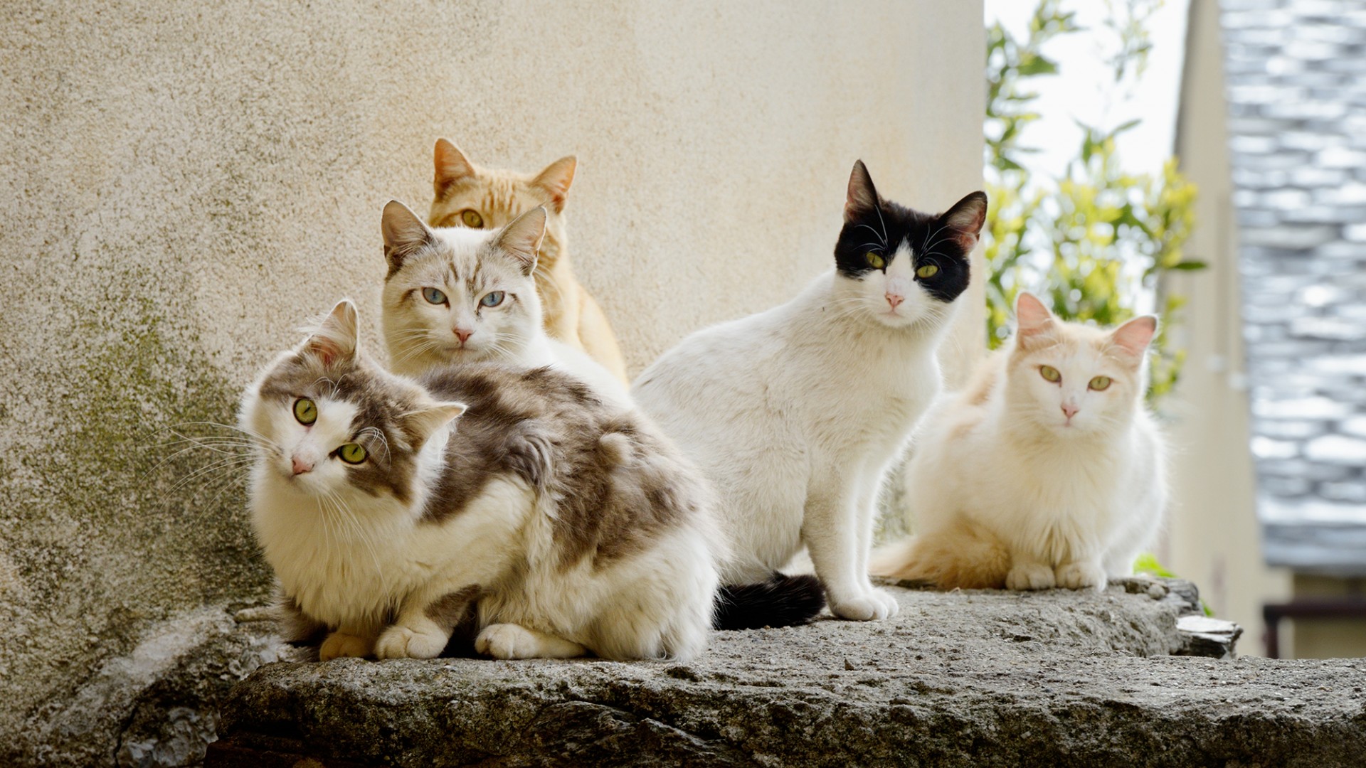 猫，组合，夏季，五只猫咪可爱桌面壁纸