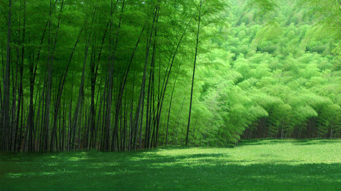 绿色竹林背景墙桌面壁纸