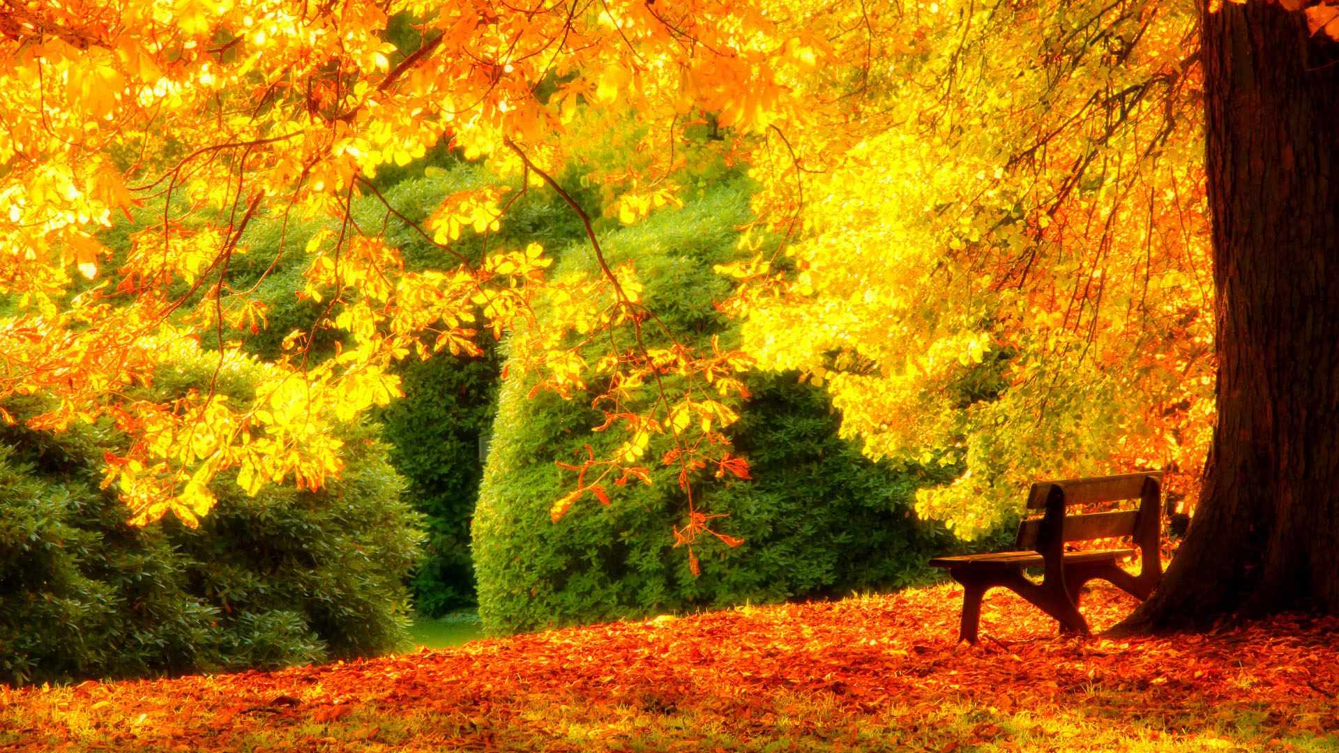 叶子,森林,树木,椅子,公园,草地,秋天的色彩,行走,风景壁纸