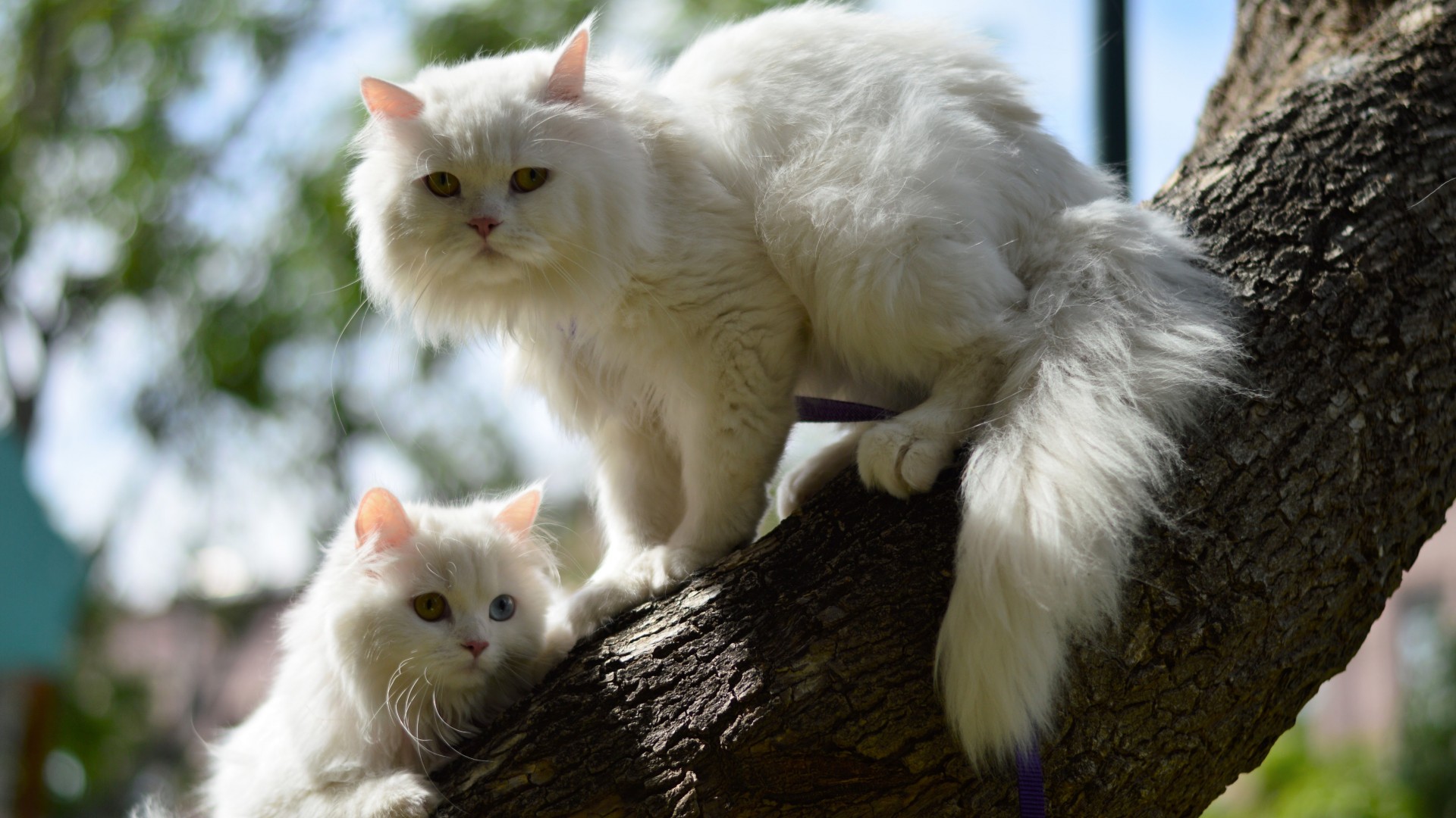 两只白色的猫,上树,桌面壁纸