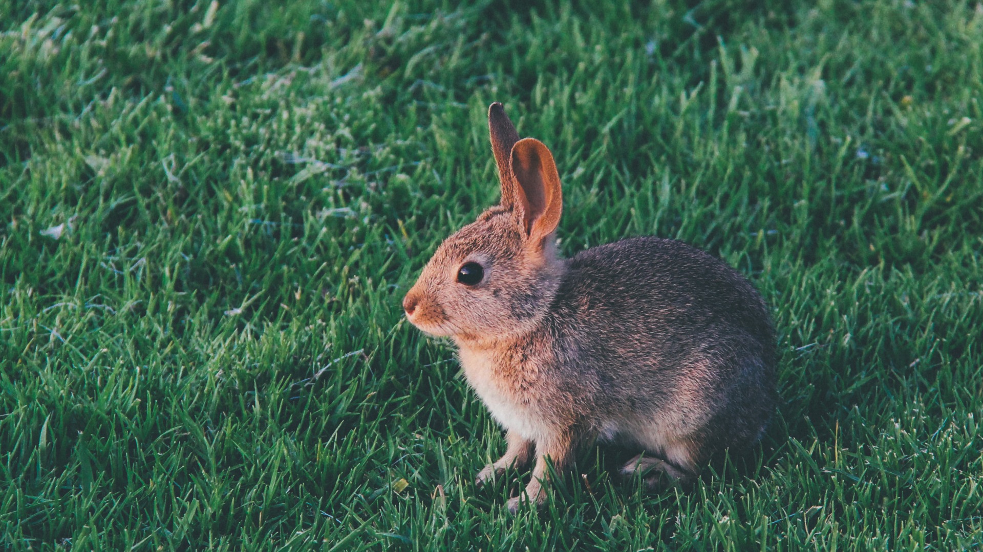 兔子的耳朵,草地,小兔子电脑壁纸