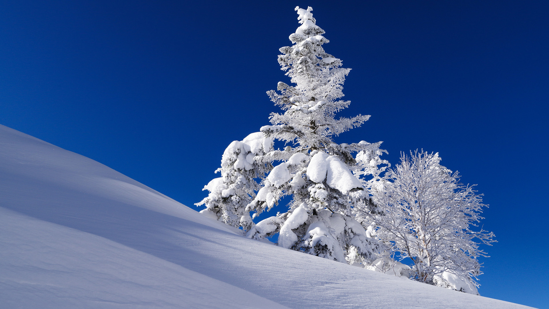 天空，冬季，边坡，树，杉木，雪图片，风景桌面壁纸