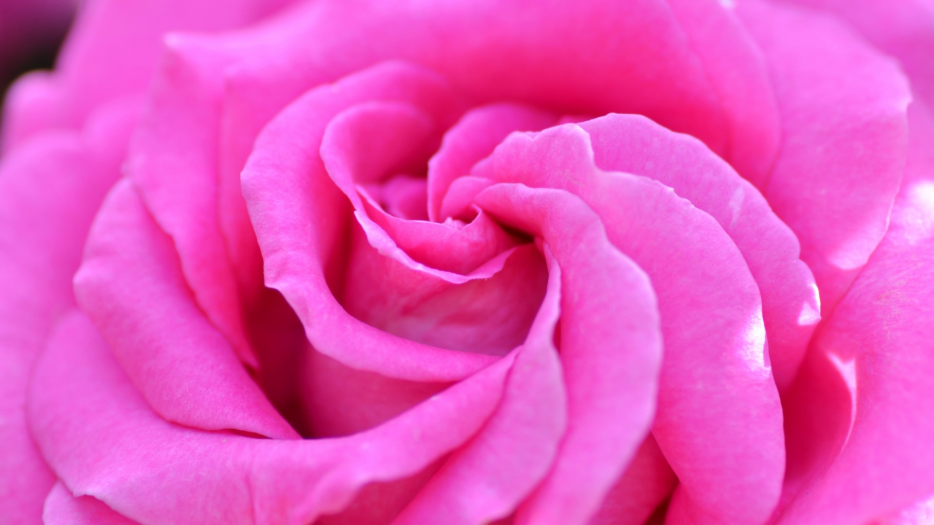 粉色玫瑰花花瓣玫瑰花桌面壁纸