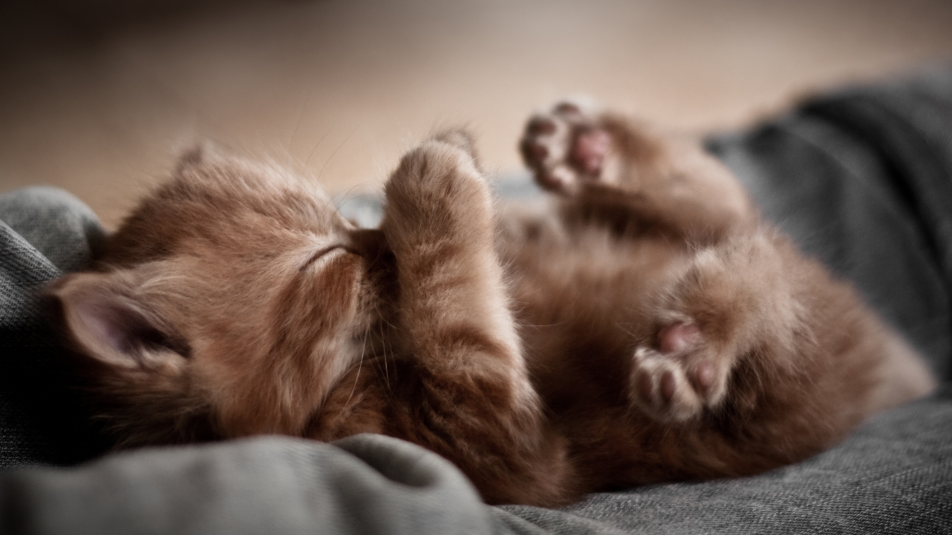 在睡觉的可爱小懒猫幼崽