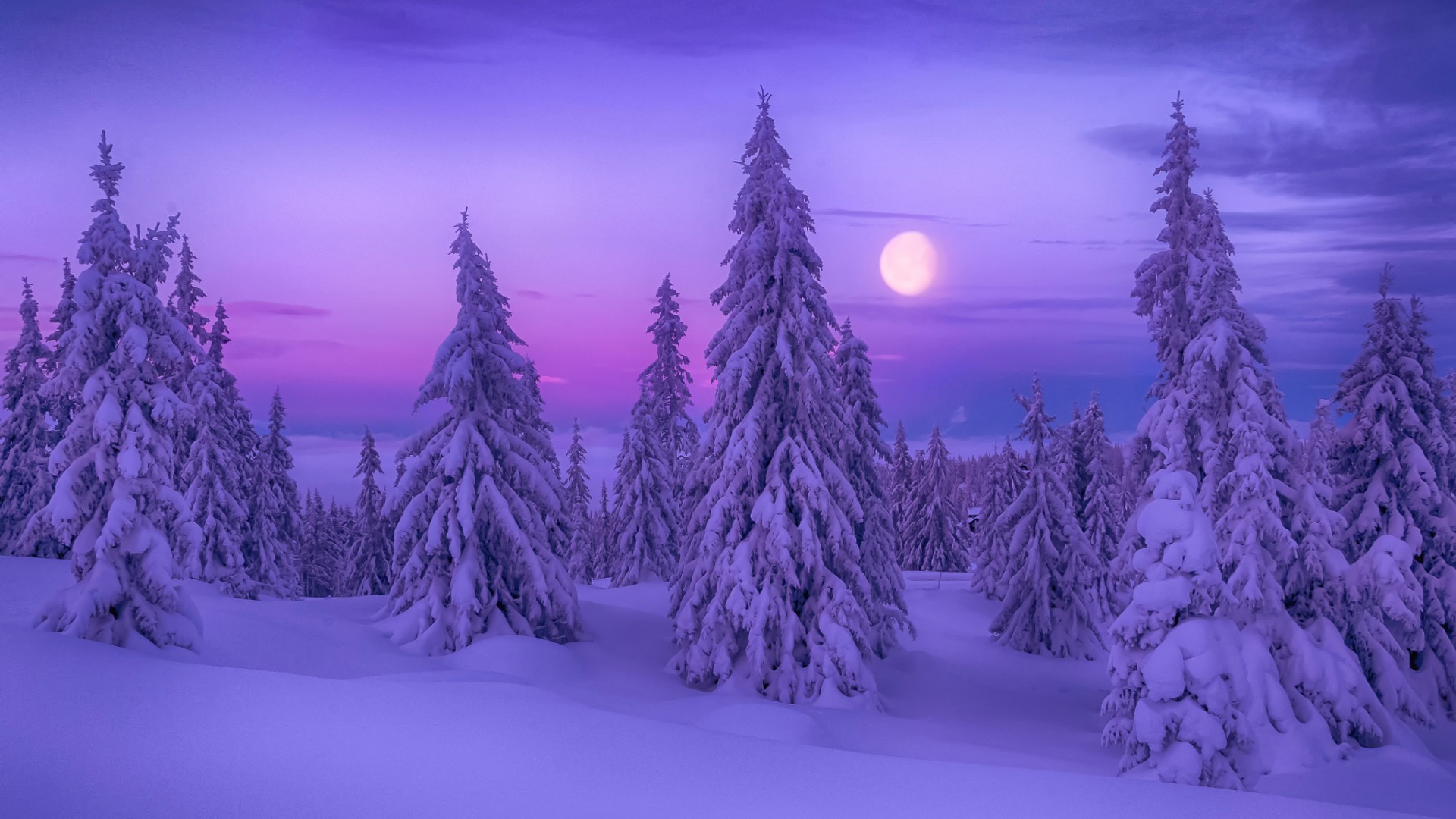 冬天的季节，森林，树木，雪地，风景桌面壁纸