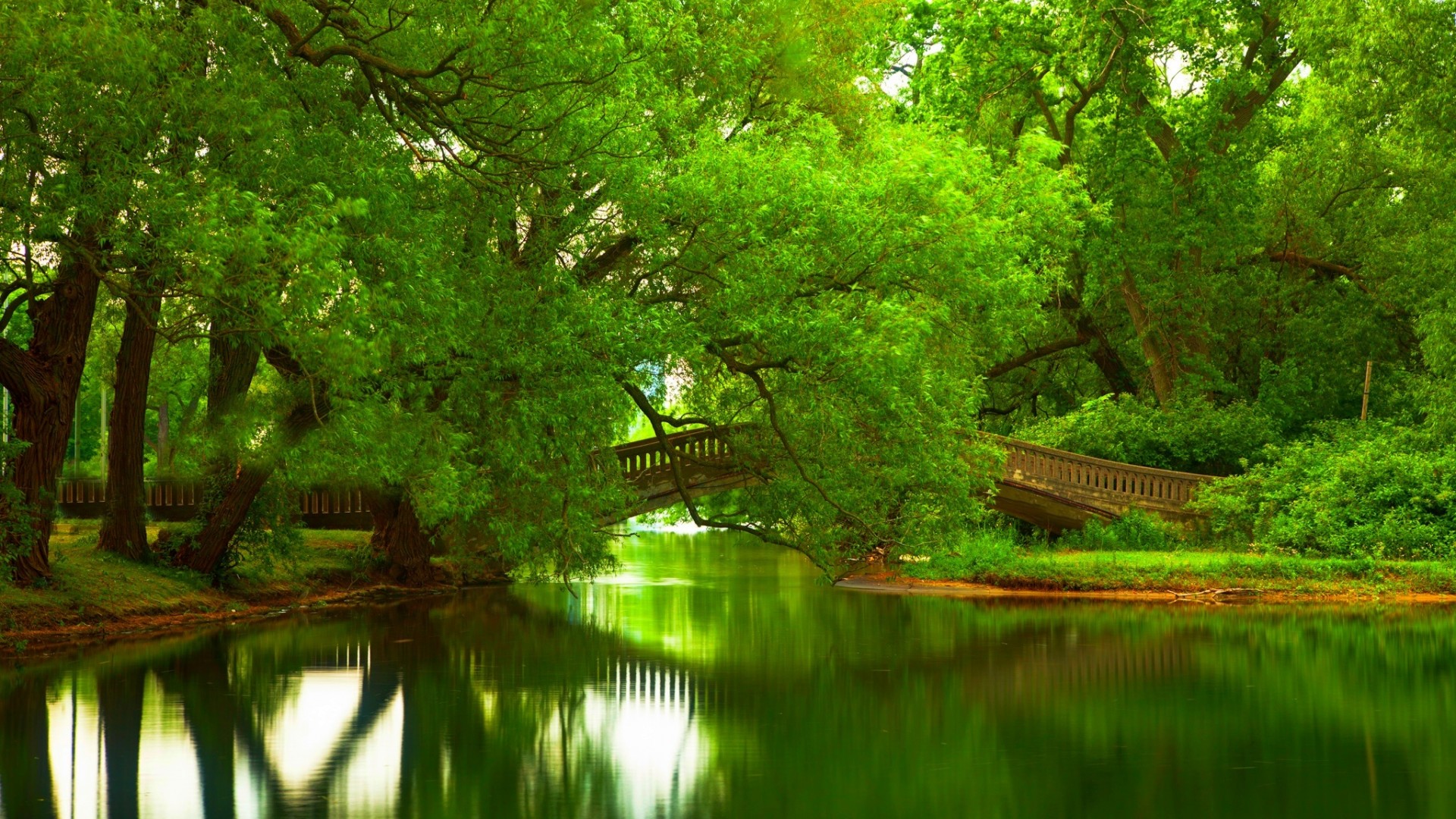 河水,森林,公园,树木,桥梁,绿色叶子,绿色风景桌面壁纸