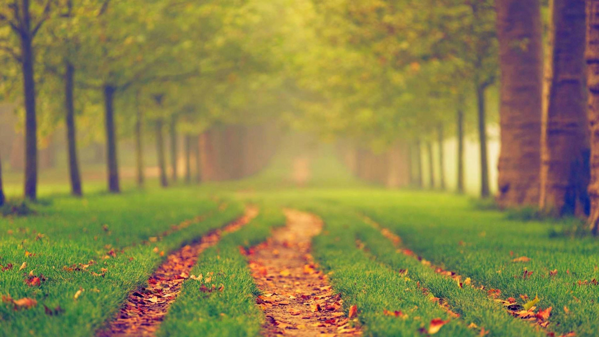 唯美的林间小路,路,树林,风景,唯美,落叶,秋天壁纸