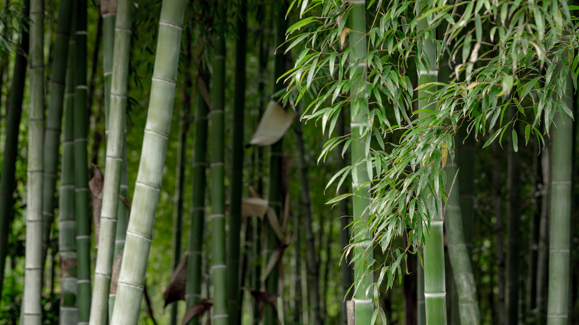 竹子壁纸养眼图片