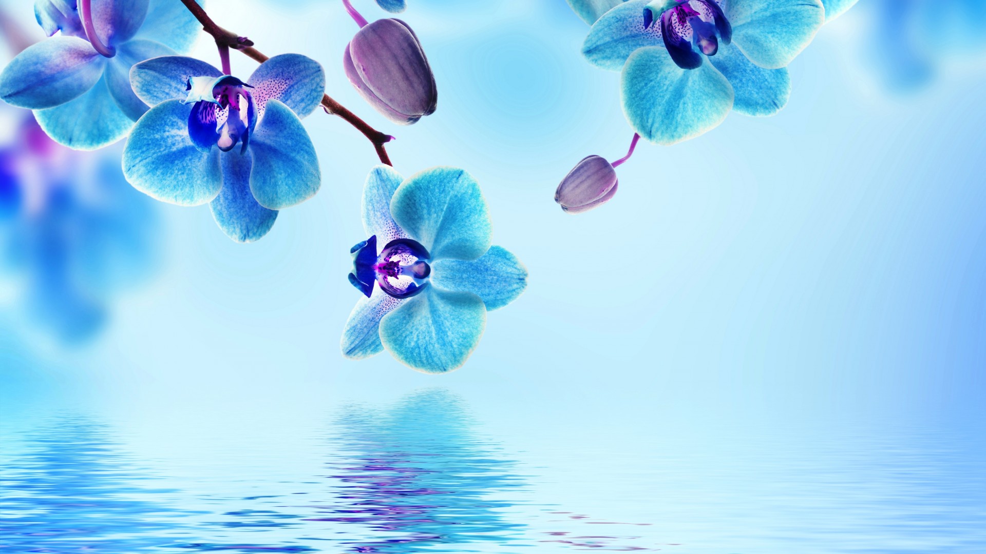 兰花，蓝色，水，反射，鲜花，漂亮，兰花桌面壁纸