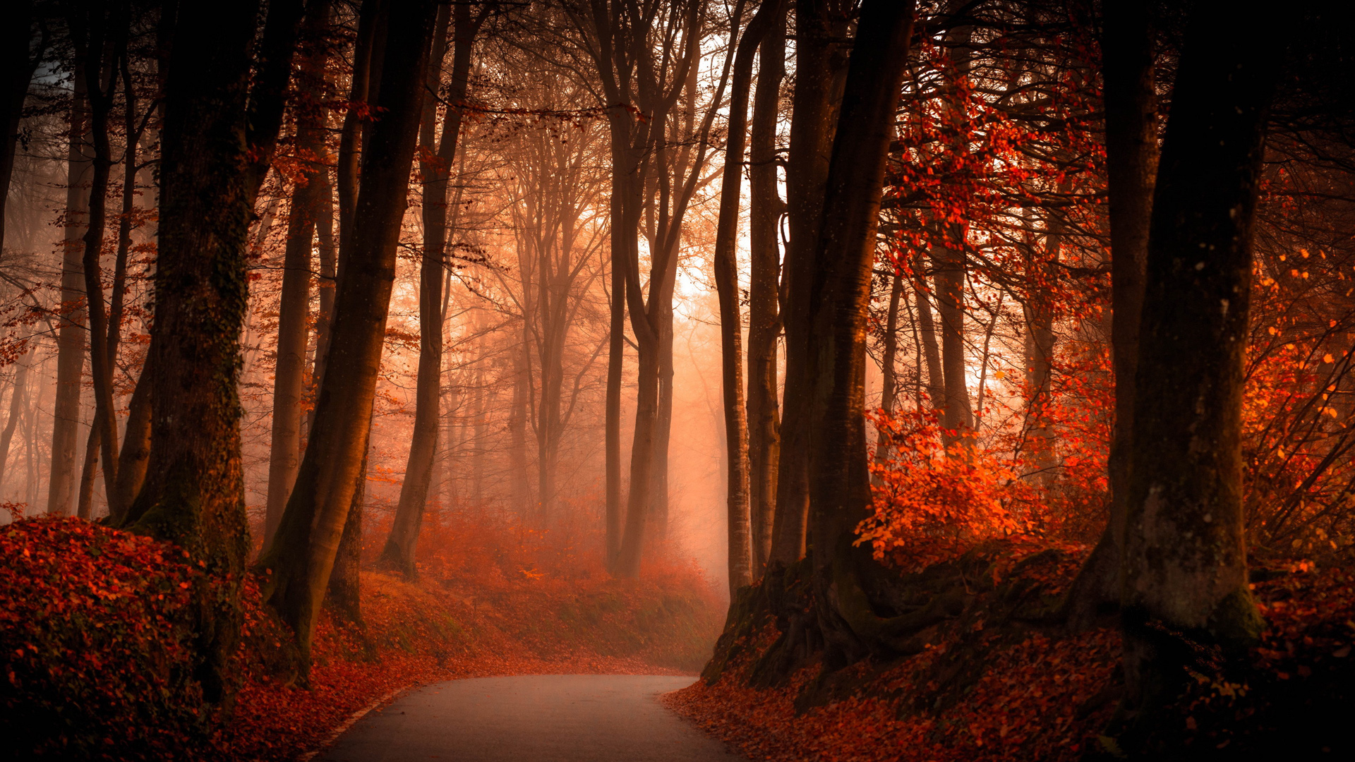 秋天森林雾公路风景桌面壁纸