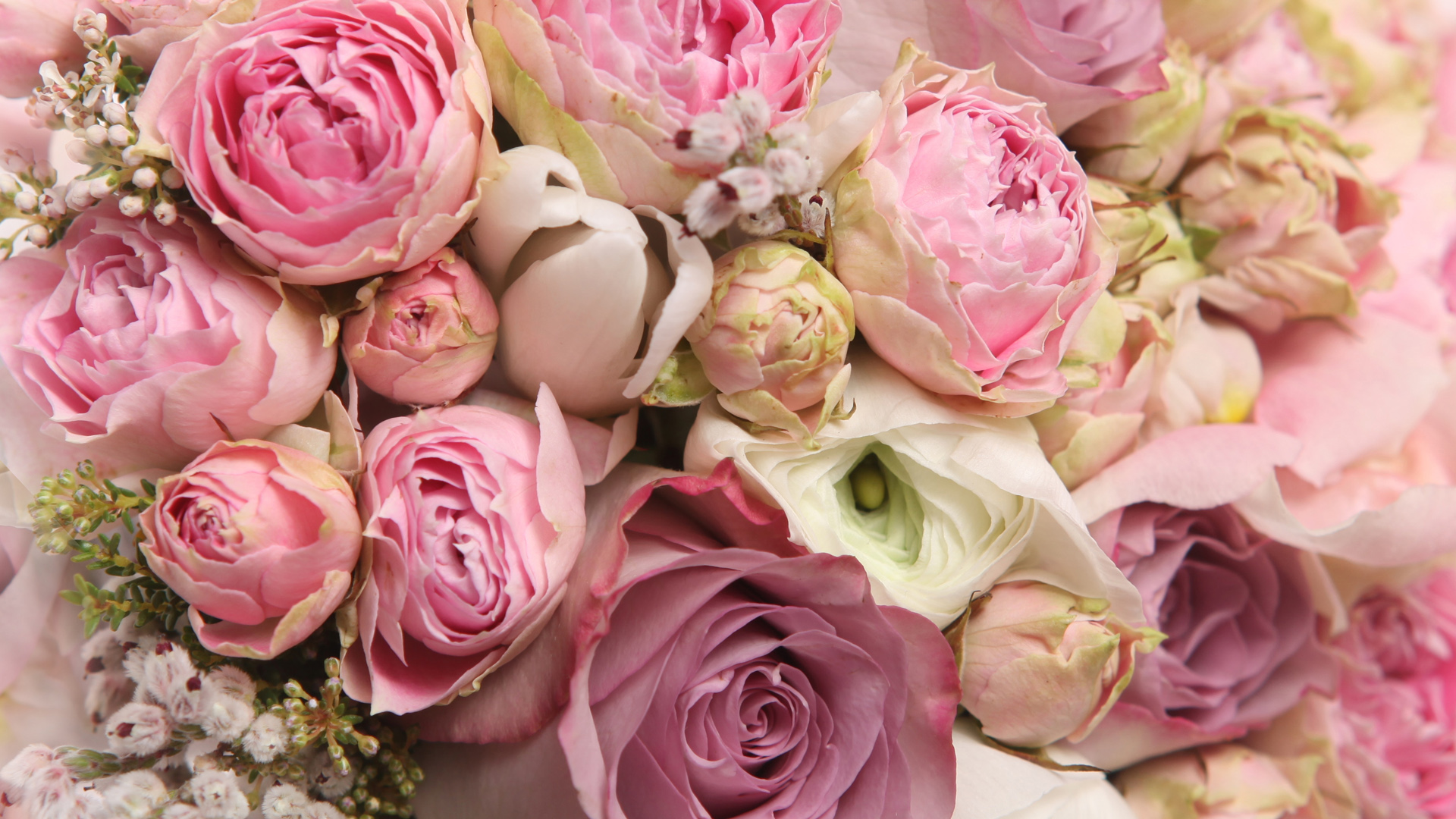 冷静，漂亮，玫瑰花，粉色的花束，美丽的玫瑰花桌面壁纸