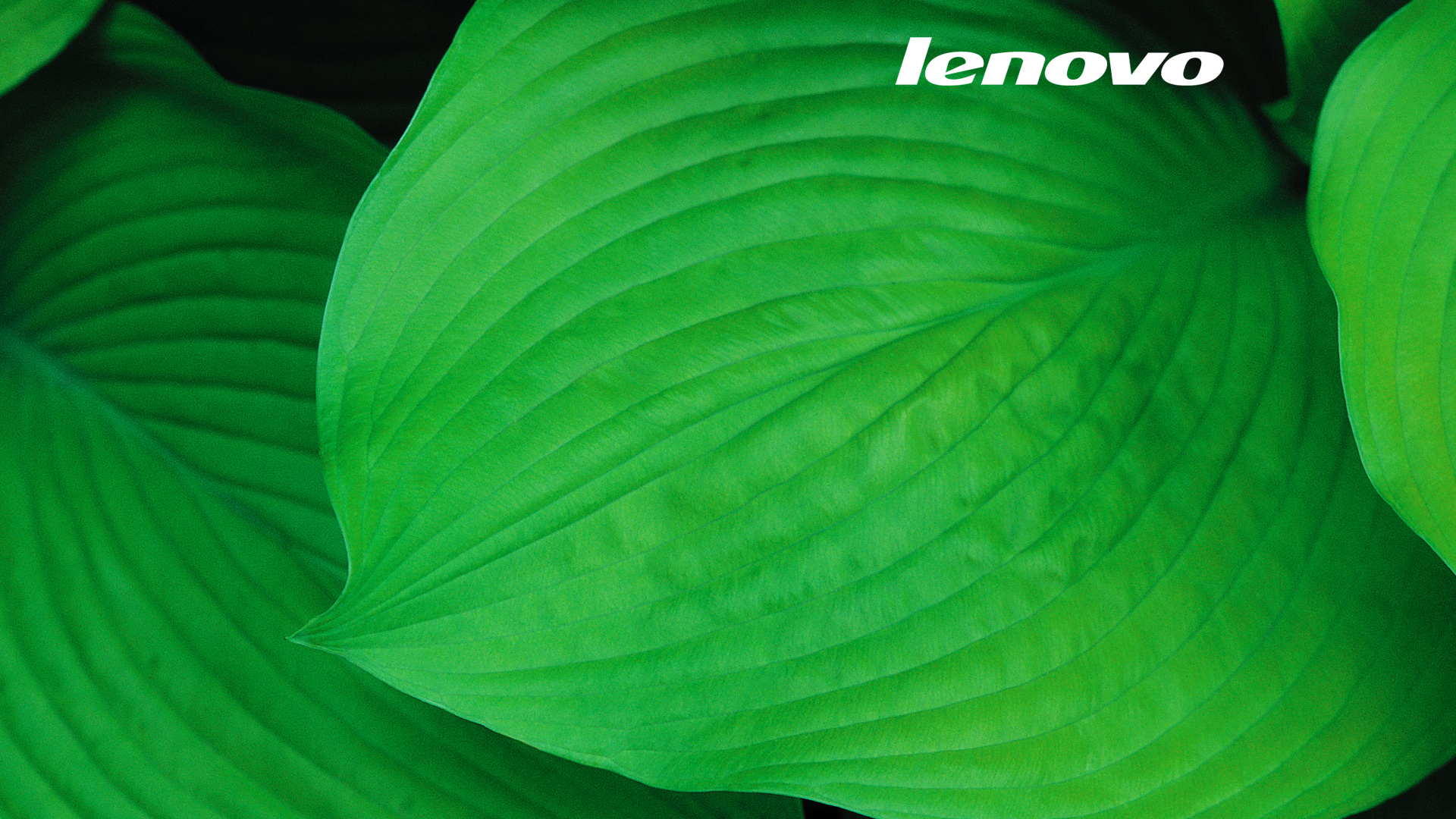 【一组高清绿色植物保护视力墙纸桌面壁纸】-【软件及服务】论坛-LenovoPC社区-联想社区