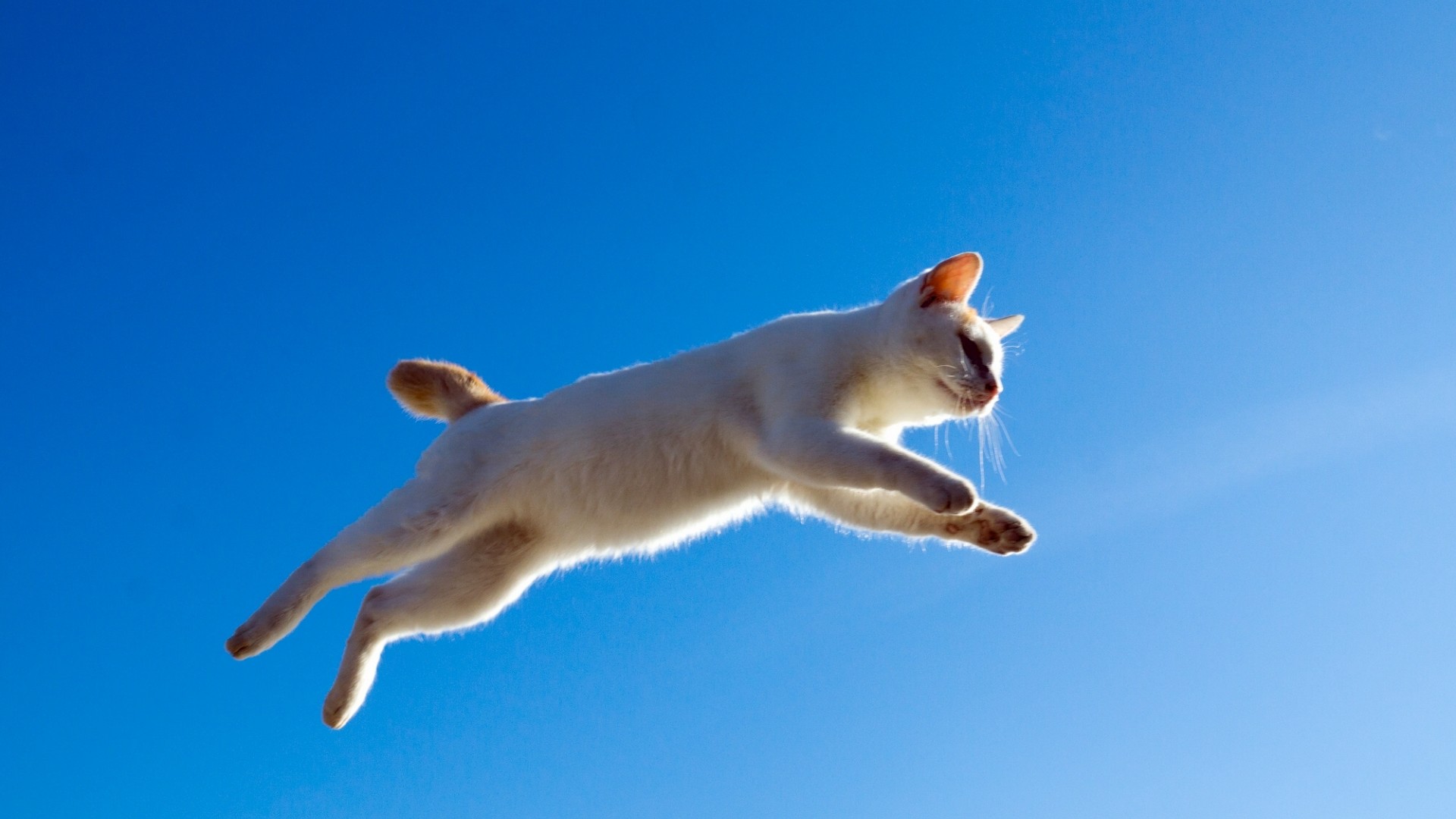猫，跳跃，飞行，天空，白猫桌面壁纸