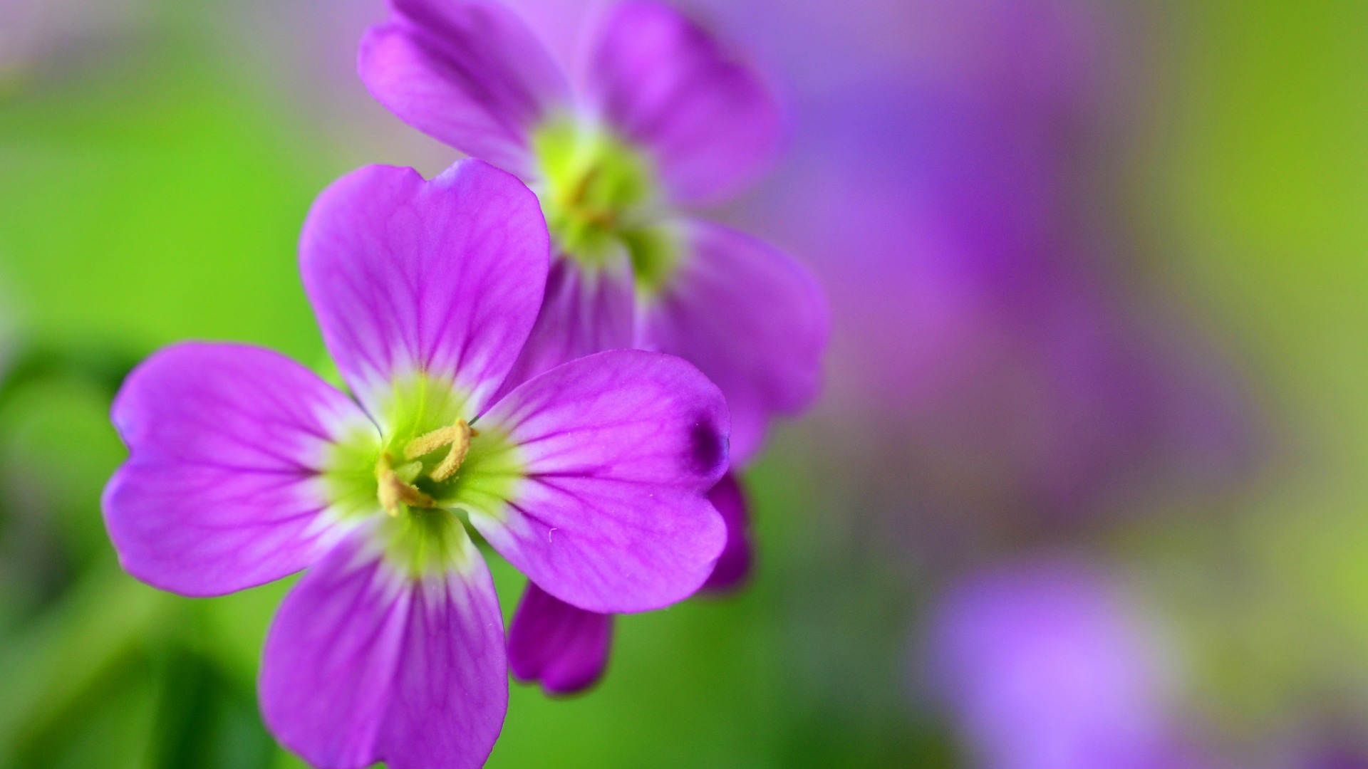 紫色花朵,花瓣,自然鲜花背景图片,桌面壁纸