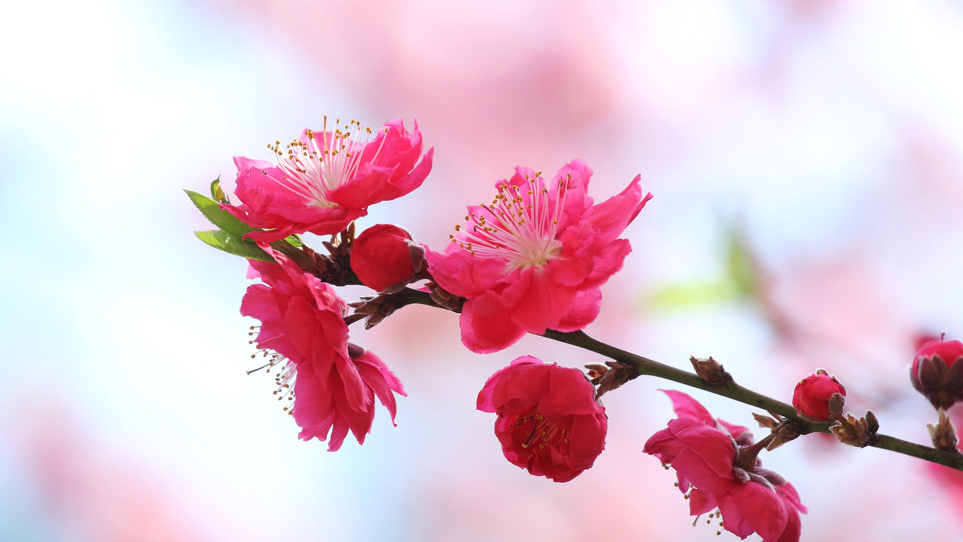 自然春天,园林,桃花,花瓣,粉红色桃花桌面壁纸