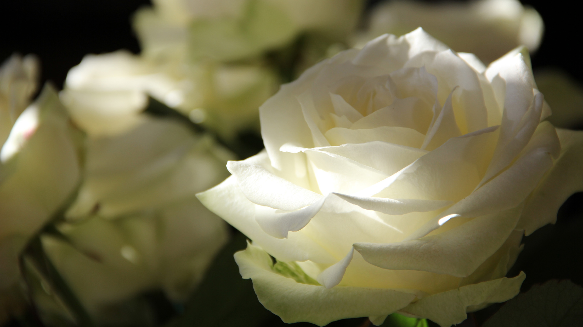 白色鲜艳的玫瑰花桌面壁纸