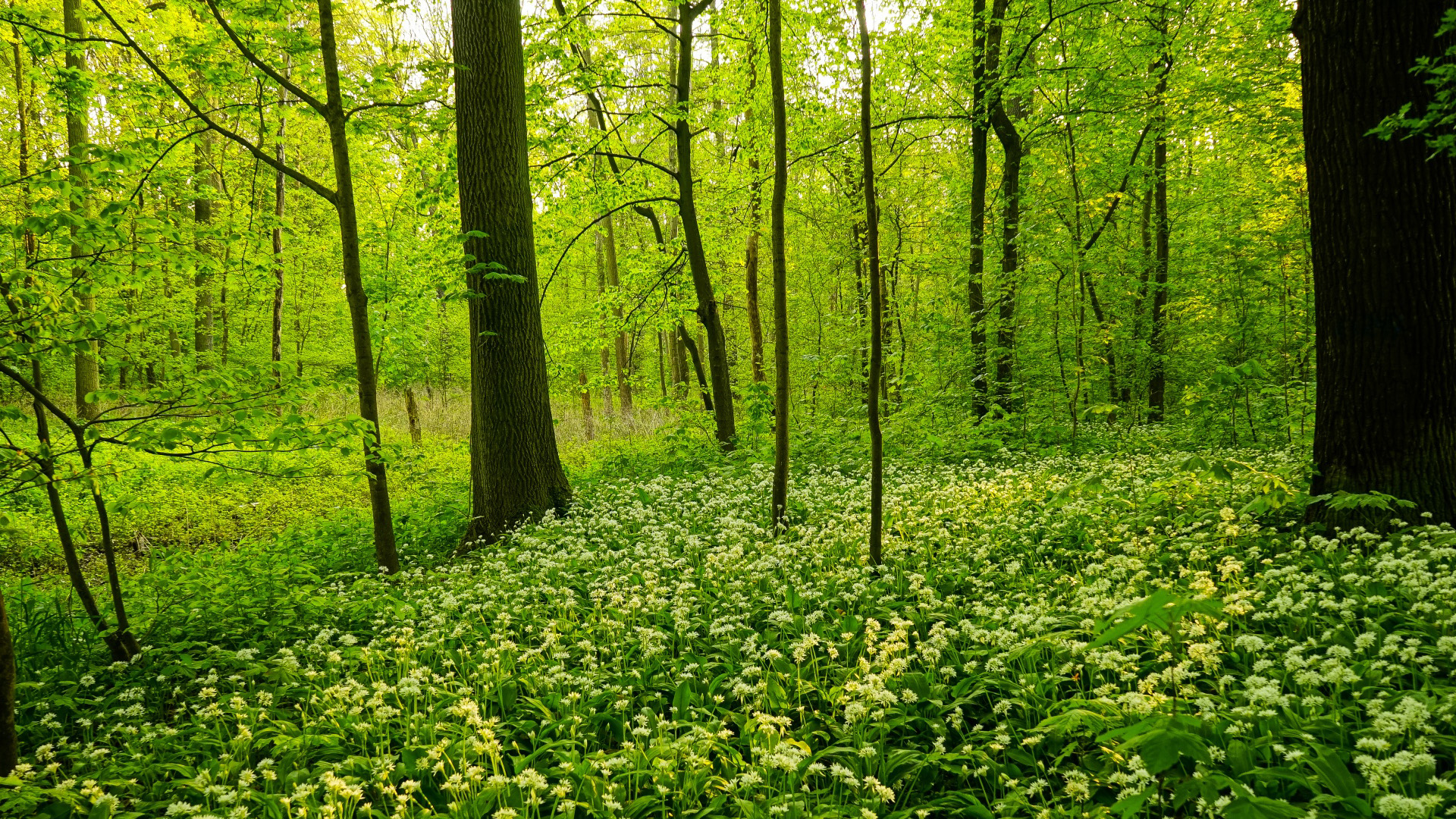 绿色森林，树木，鲜花，自然风景高清桌面壁纸