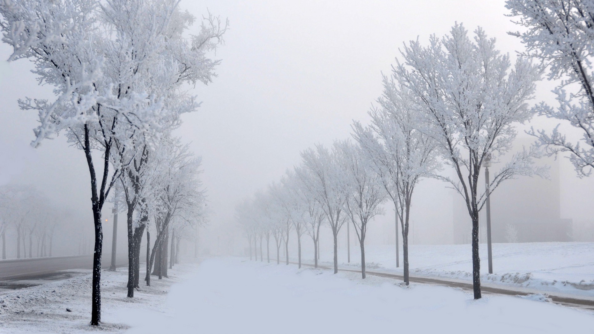 道路,树木,雪,巷子里,冬天风景桌面壁纸