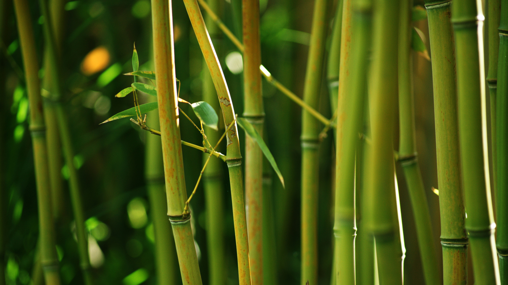 自然,竹子,竹茎,绿色竹叶,高清竹林风景桌面壁纸